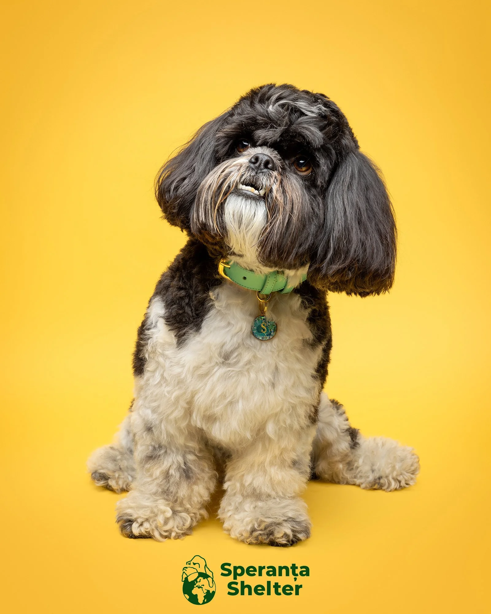 Amie Barron Dog Photography - Speranta Shelter7.jpg