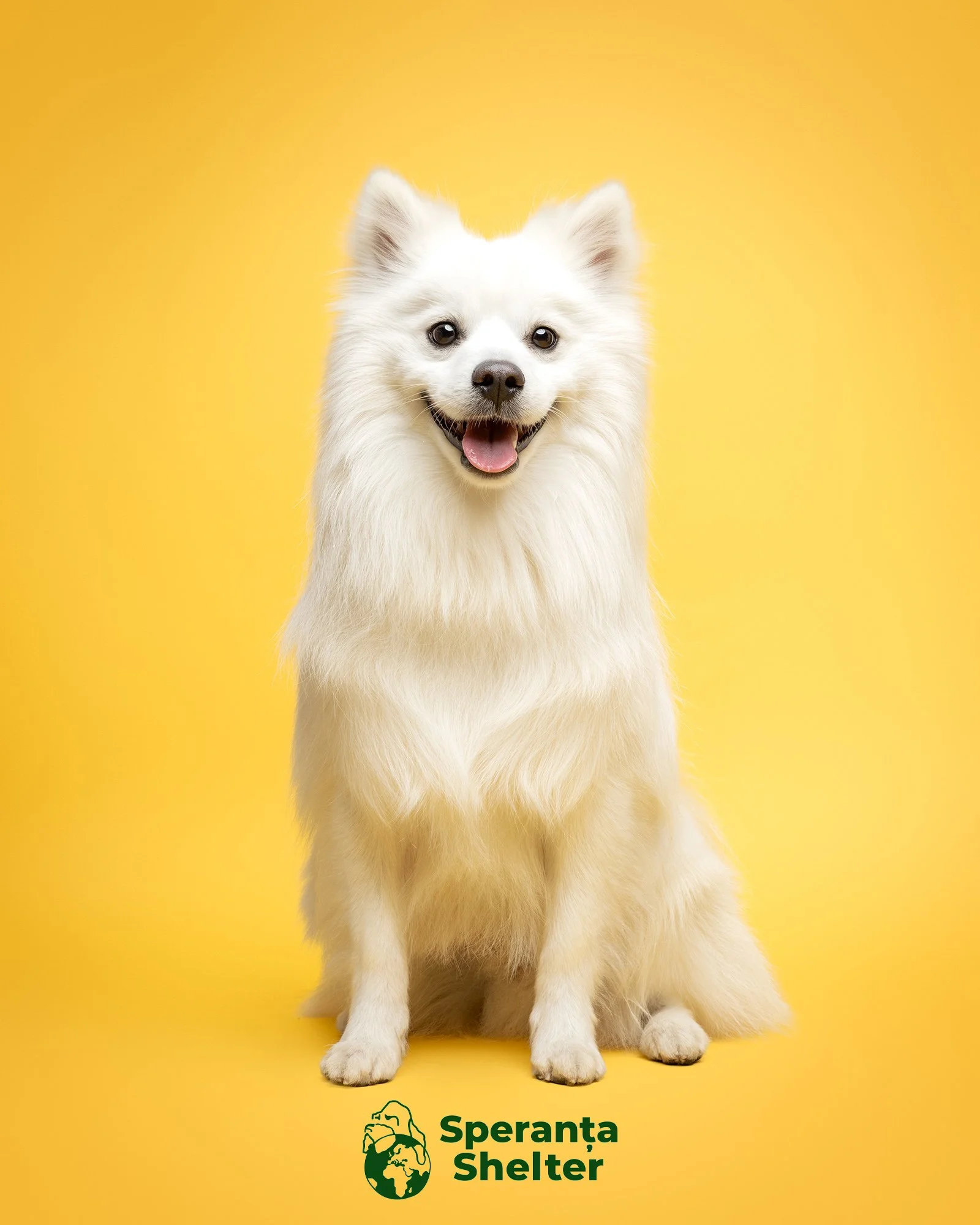 From Romania to Chelsea: Photographing Dogs for Speranța Shelter and Why I'm Not Done Yet