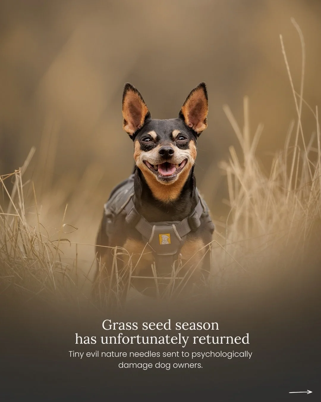 Grass seed season has unfortunately returned, which means London dog owners are now checking paws like they&rsquo;re part of airport security.

Tiny evil little plant fragments somehow capable of:
* entering paws
* disappearing into ears
* emotionall