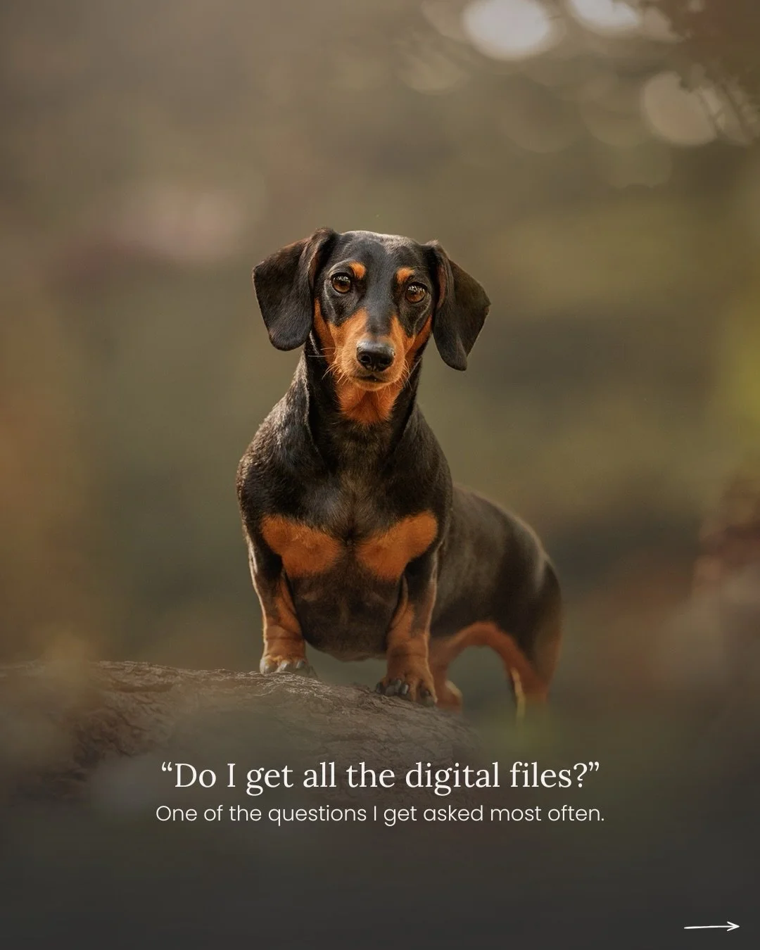 One of the questions I get asked most often is: &ldquo;Do I get all the digital files?&rdquo;

And honestly, I completely understand why people ask it because photography pricing online is often explained terribly.

My London dog photography sessions