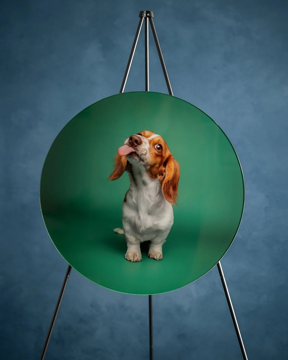 Amie Barron Dog Photography London Acrylic Orb 4x5.jpg