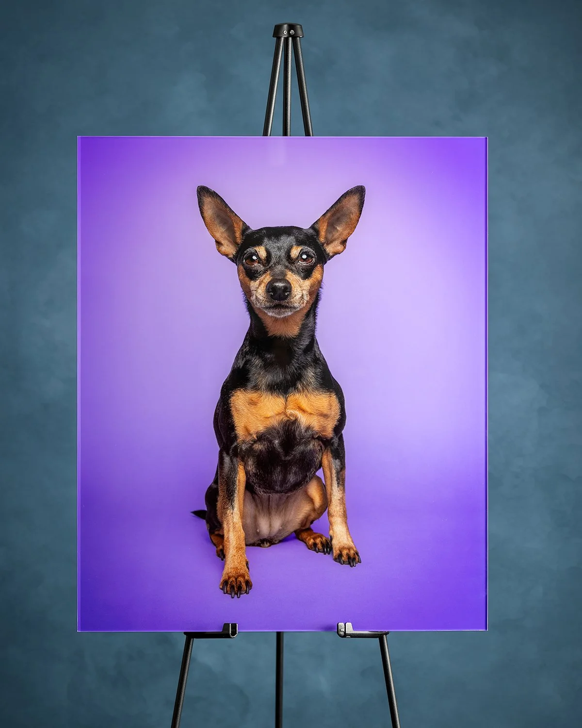 Amie Barron Dog Photography London HD Acrylic 4x5 .jpg