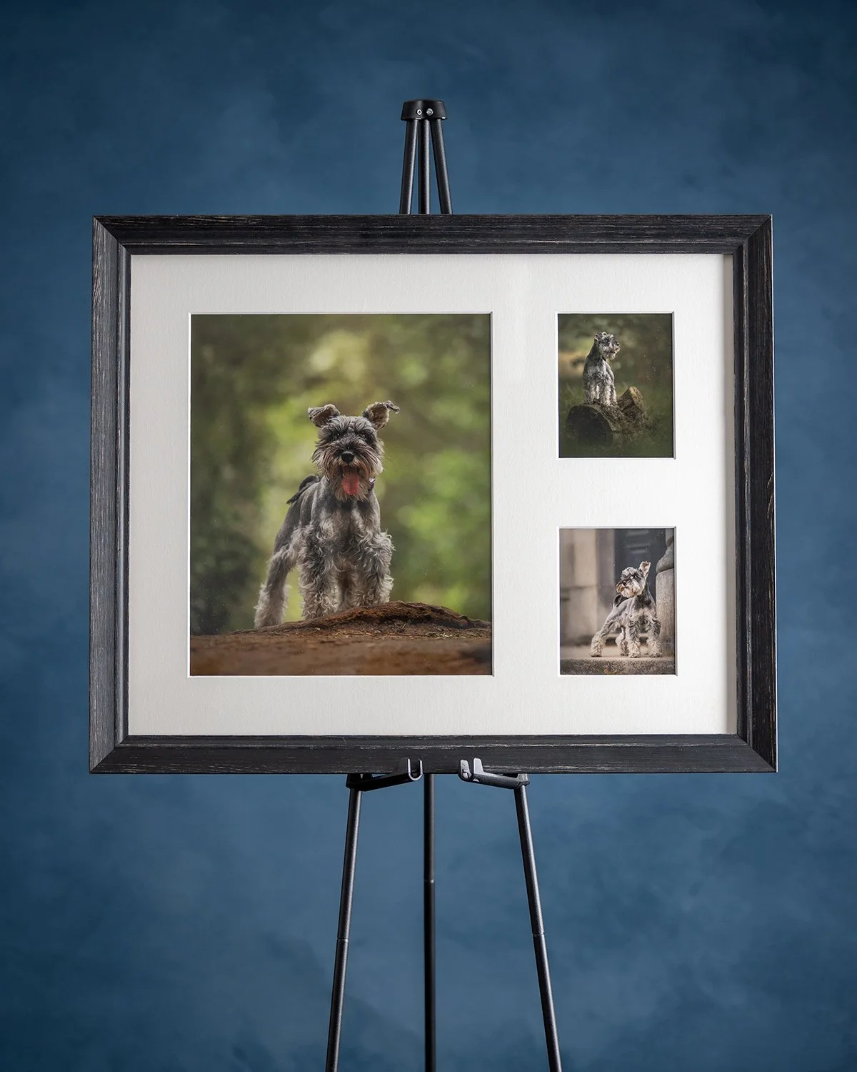 Amie Barron Dog Photography London Multi-Frame 4x5.jpg
