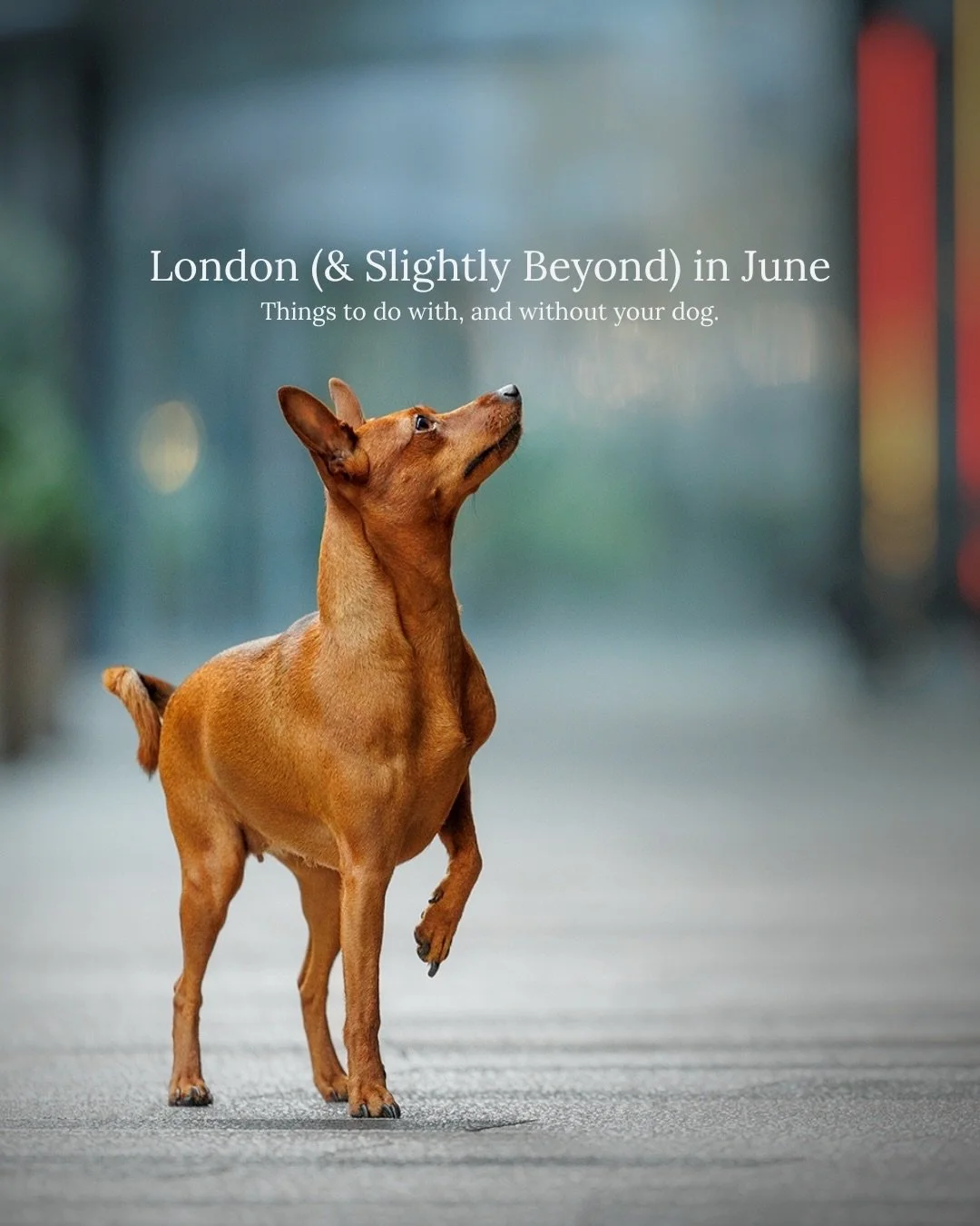June in London with a dog is basically: trying to balance nice weather, crowded parks, pub gardens, hotter pavements, grass seeds, caf&eacute; stops, and the sudden collective urge to spend every evening outside.

So I put together a little June guid
