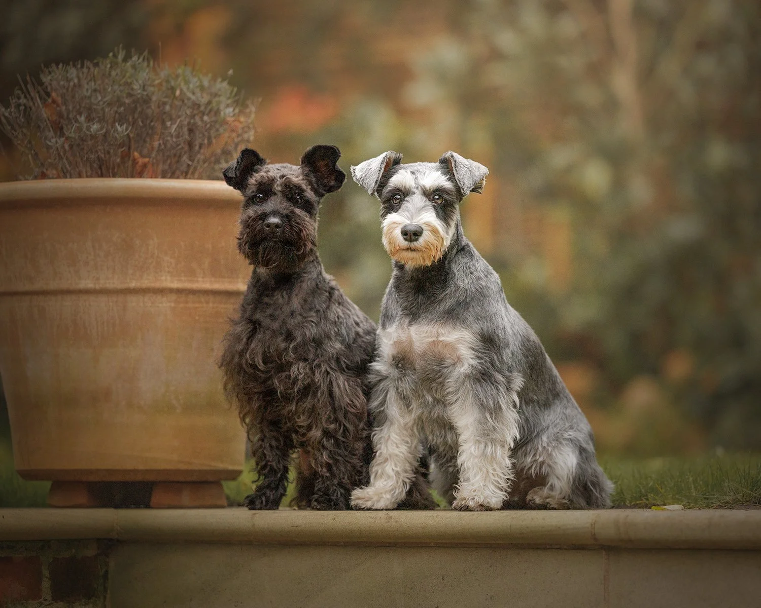 No Dog Left Behind: Dog Photography for Reactive, Nervous, or Shy Dogs in London