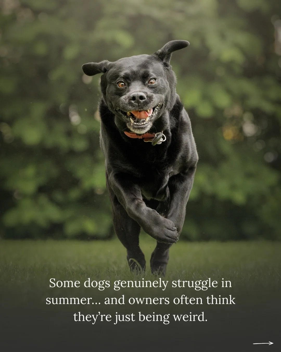 Sometimes, the first signs of seasonal allergies in dogs don&rsquo;t look medical at all.

Some dogs genuinely seem to struggle during this time of year.

A lot of signs associated with seasonal allergies or hayfever in dogs can initially look like c