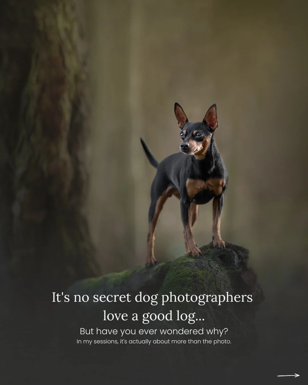 Dog photographers and logs. Name a more iconic duo, go on, I&rsquo;ll wait.

But environmental agility - also known as dog parkour - is something I incorporate into sessions for reasons that go well beyond getting a good photo of a dog standing on so