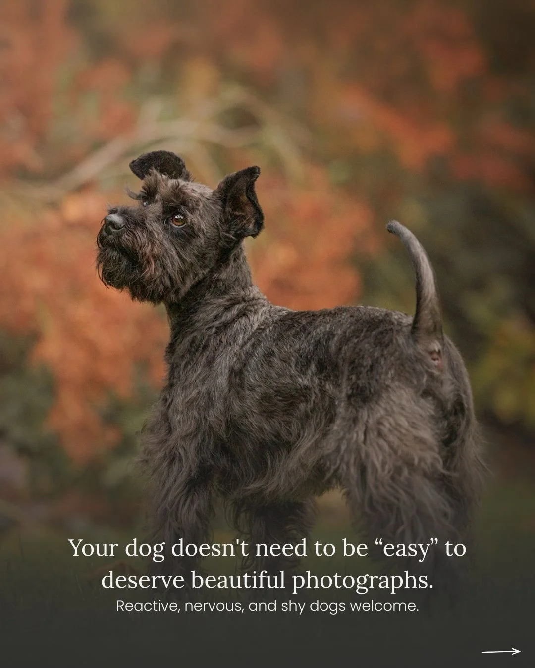 Reactive dog owners often tell me something before a session to warn me.

&ldquo;Just so you know, she&rsquo;ll probably bark when she first meets you.&rdquo; &ldquo;He lunges at strangers if they walk up to us.&rdquo; &ldquo;I just want to prepare y
