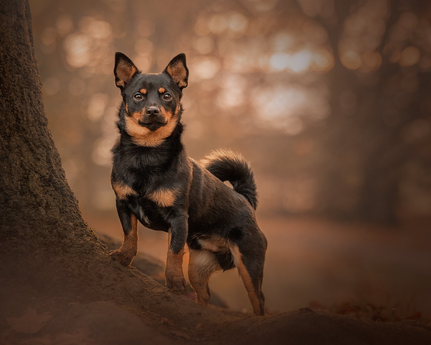 Top Dog Walks in London: Hampstead Heath
