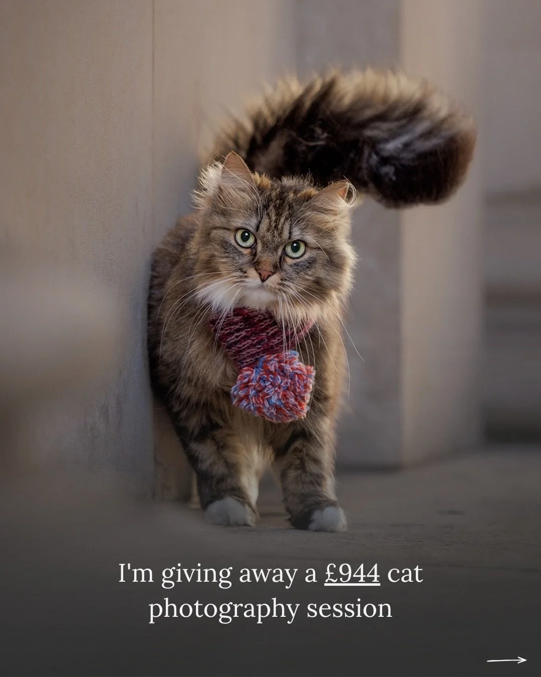 I&rsquo;m giving away a &pound;944 cat photography session - and I&rsquo;d love for your cat to win it!

A full outdoor portrait session in a London green space, personalised creative call, bespoke retouching, private viewing session, and a collectio