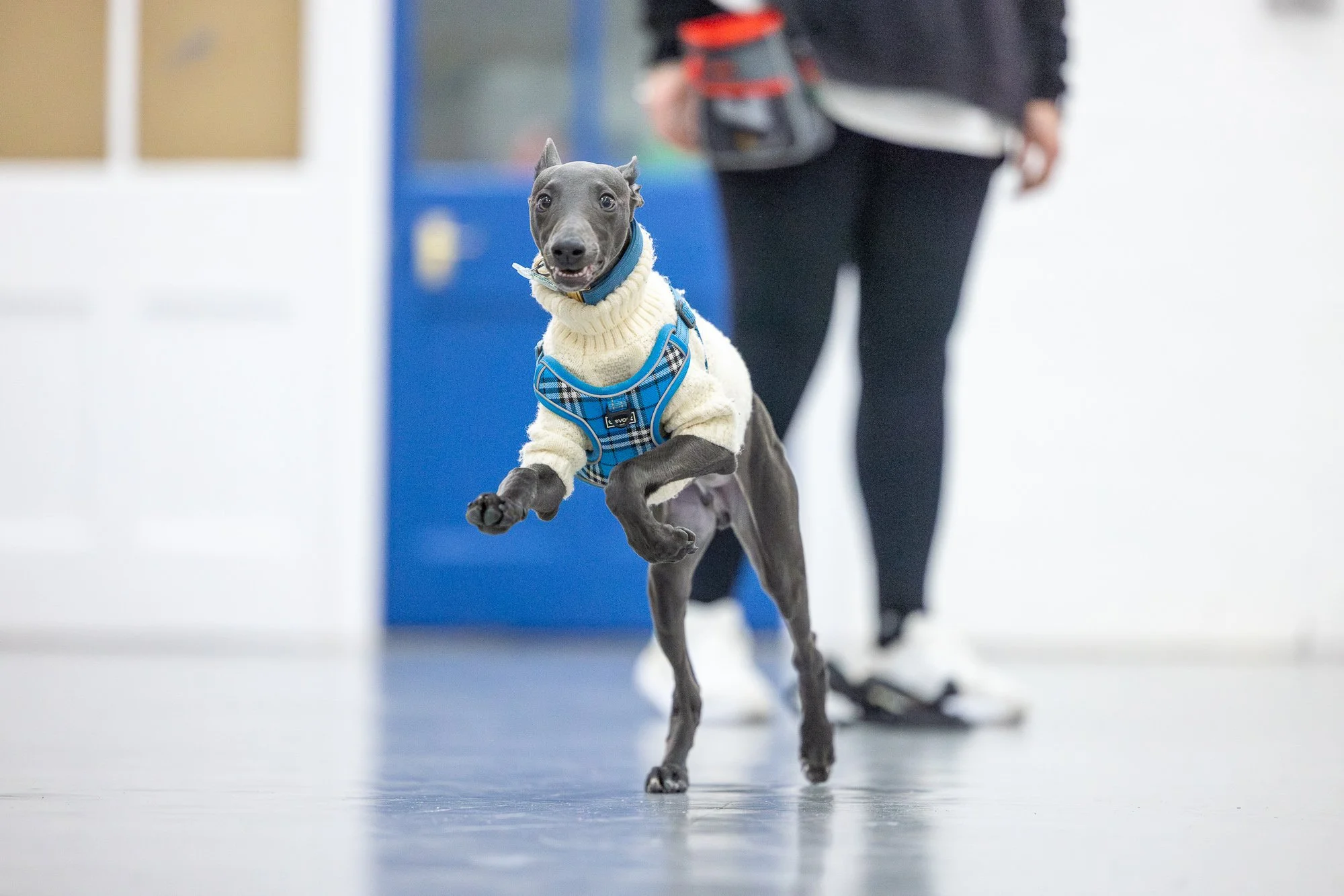 Amie Barron Dog Photography London - Social78.jpg