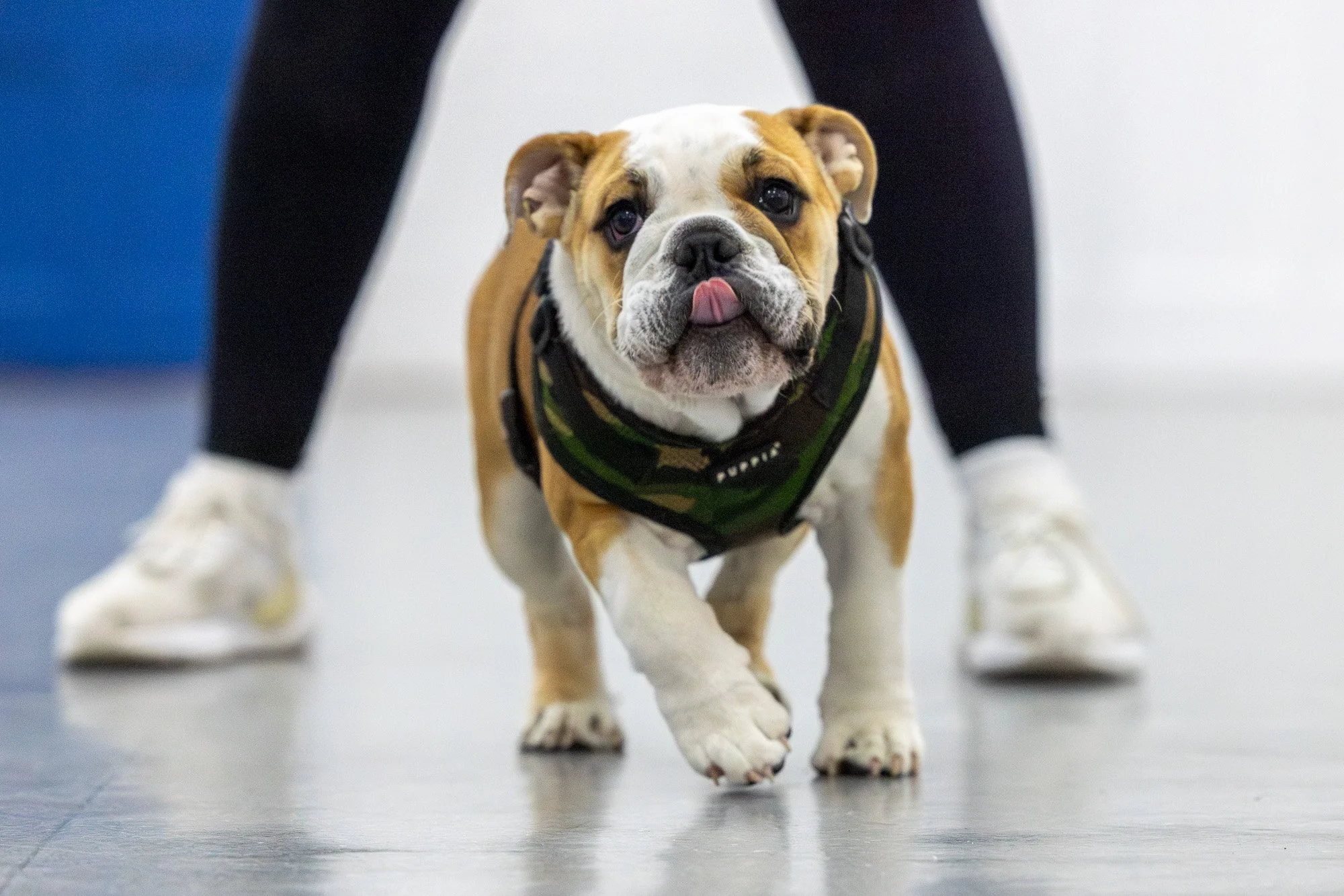 Amie Barron Dog Photography London - Social60.jpg