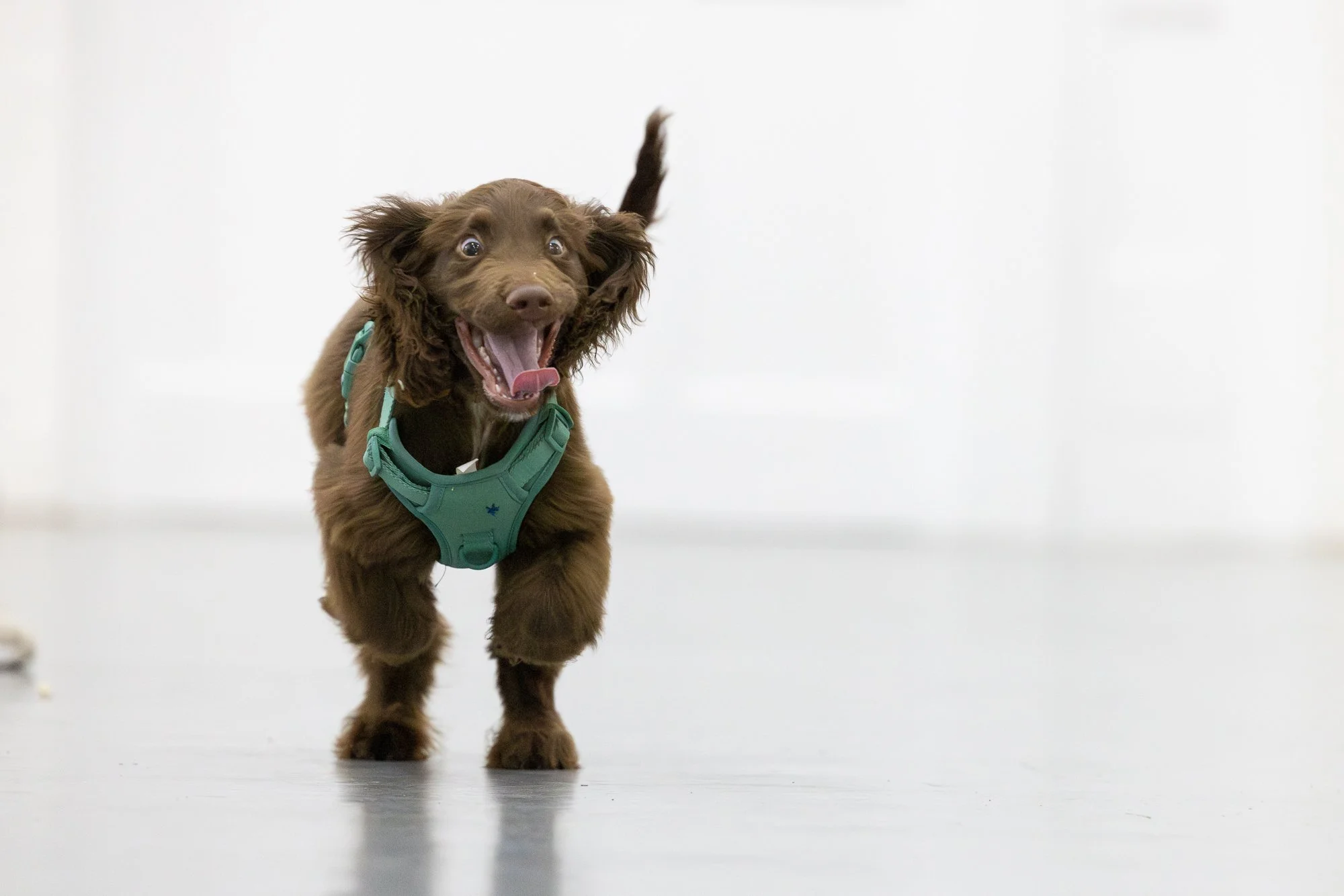 Amie Barron Dog Photography London - Social51.jpg