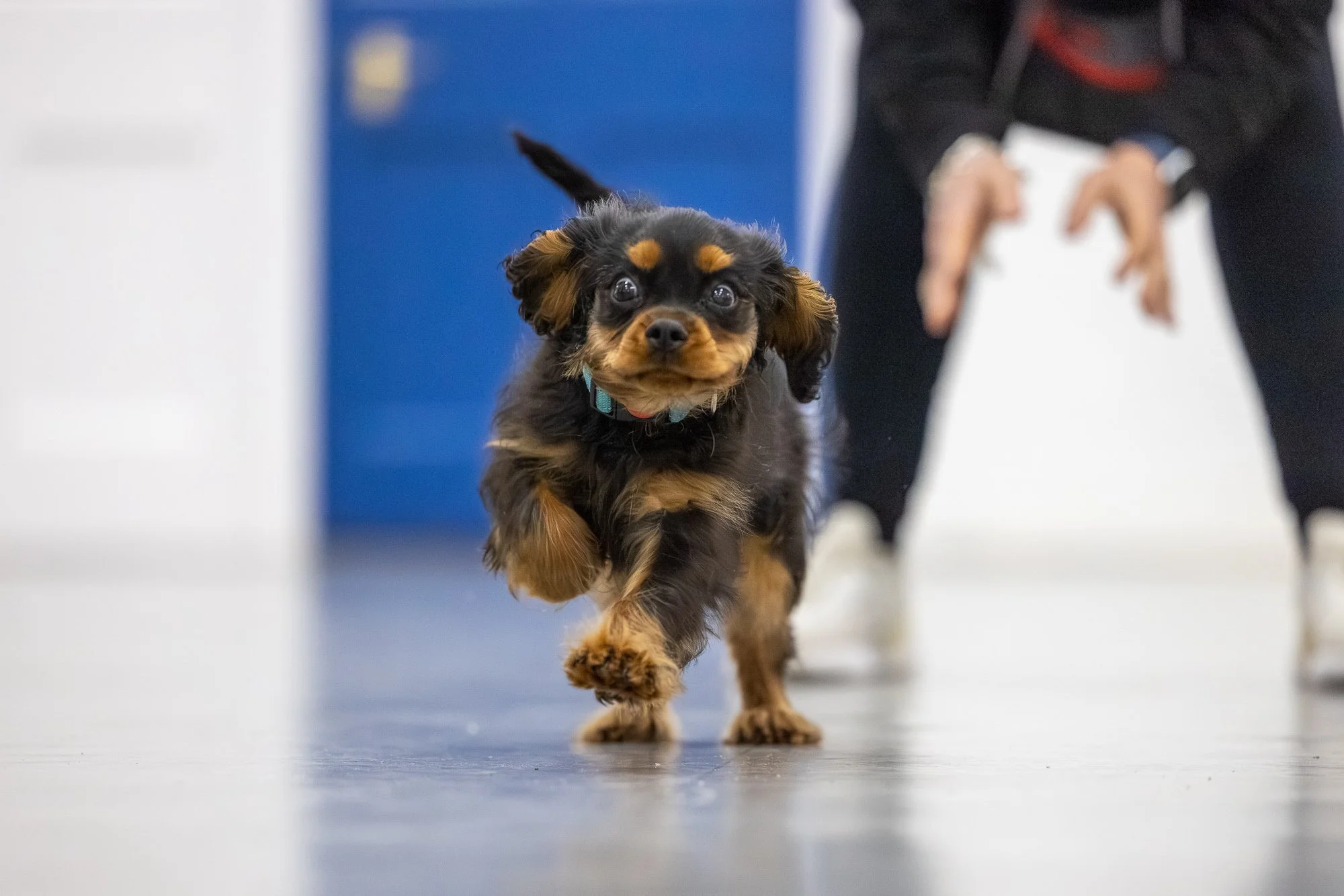 Amie Barron Dog Photography London - Superhounds 46.jpg