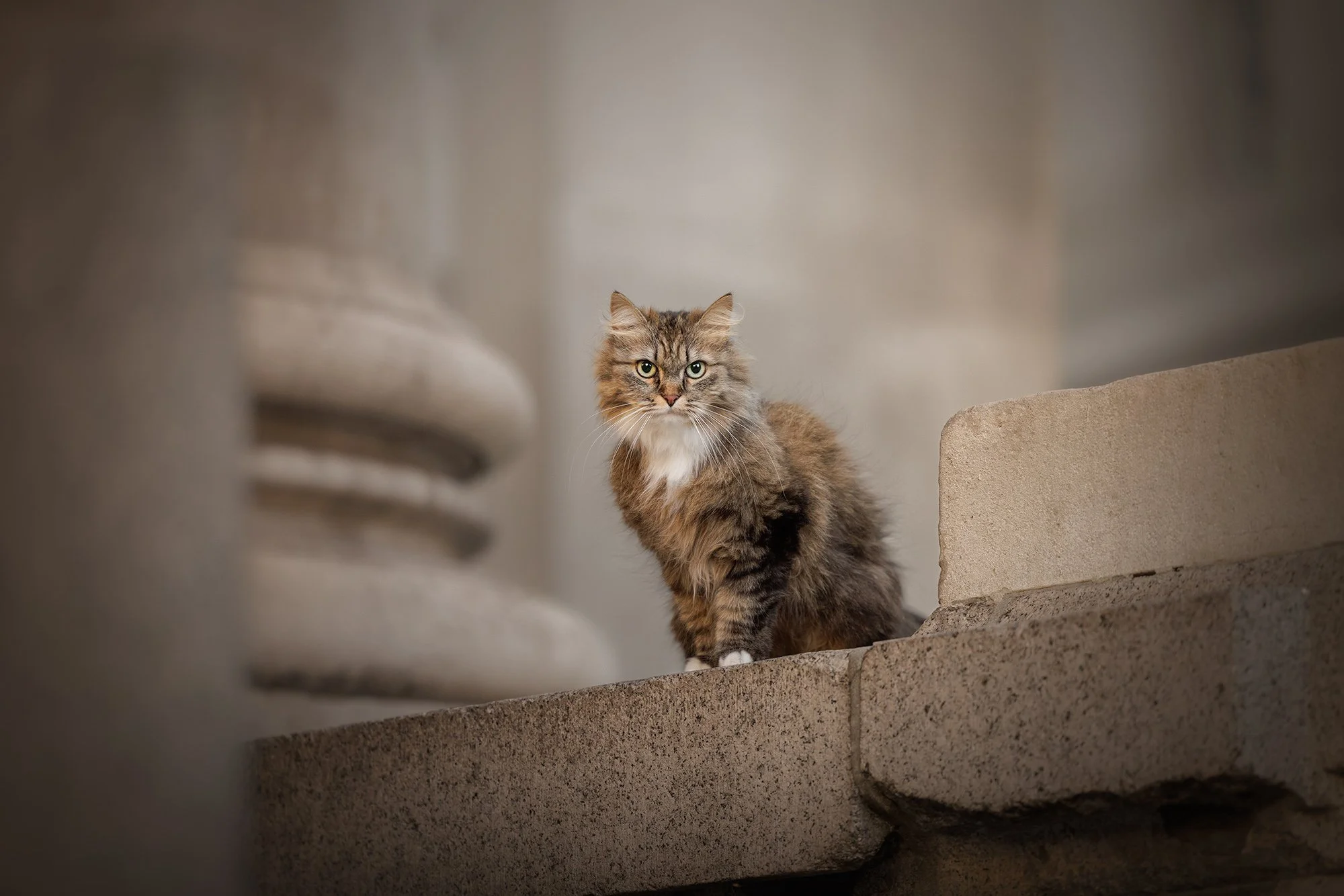 a brown and white tabby cat sitting in between pillars on the royal exchange building in bank central london with london cat photographer amie barron