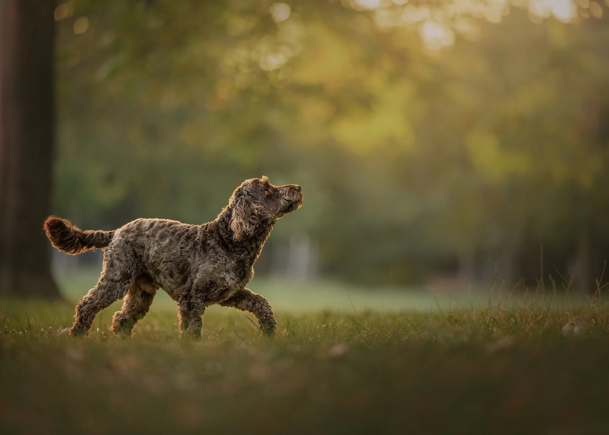 a cockerpoo dog walking in victoria park, looking into the soft sun on a spring day taken by london dog photographer amie barron