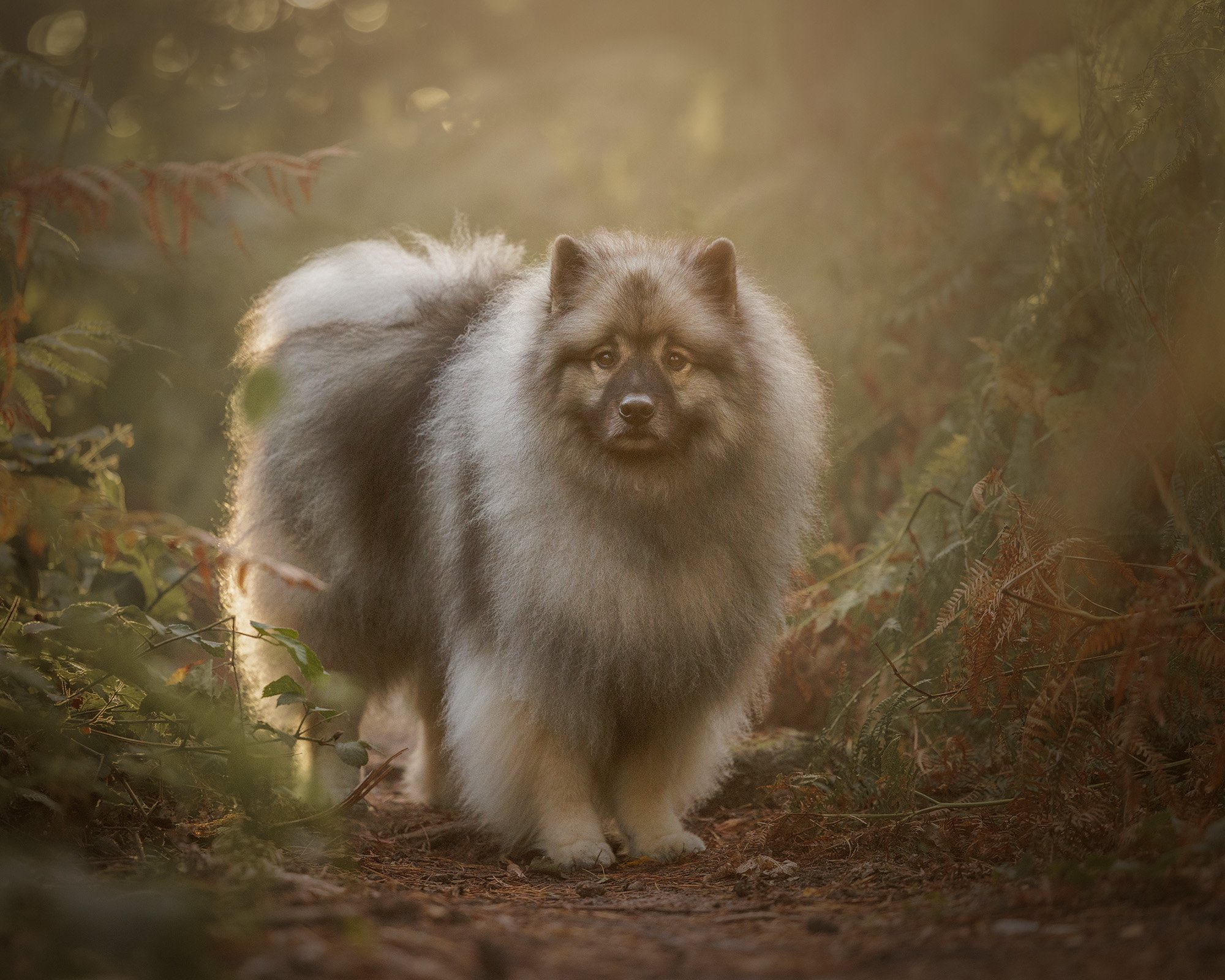 a keeshond on a haze morning at sunrish in esher common taken by london dog photographer amie barron