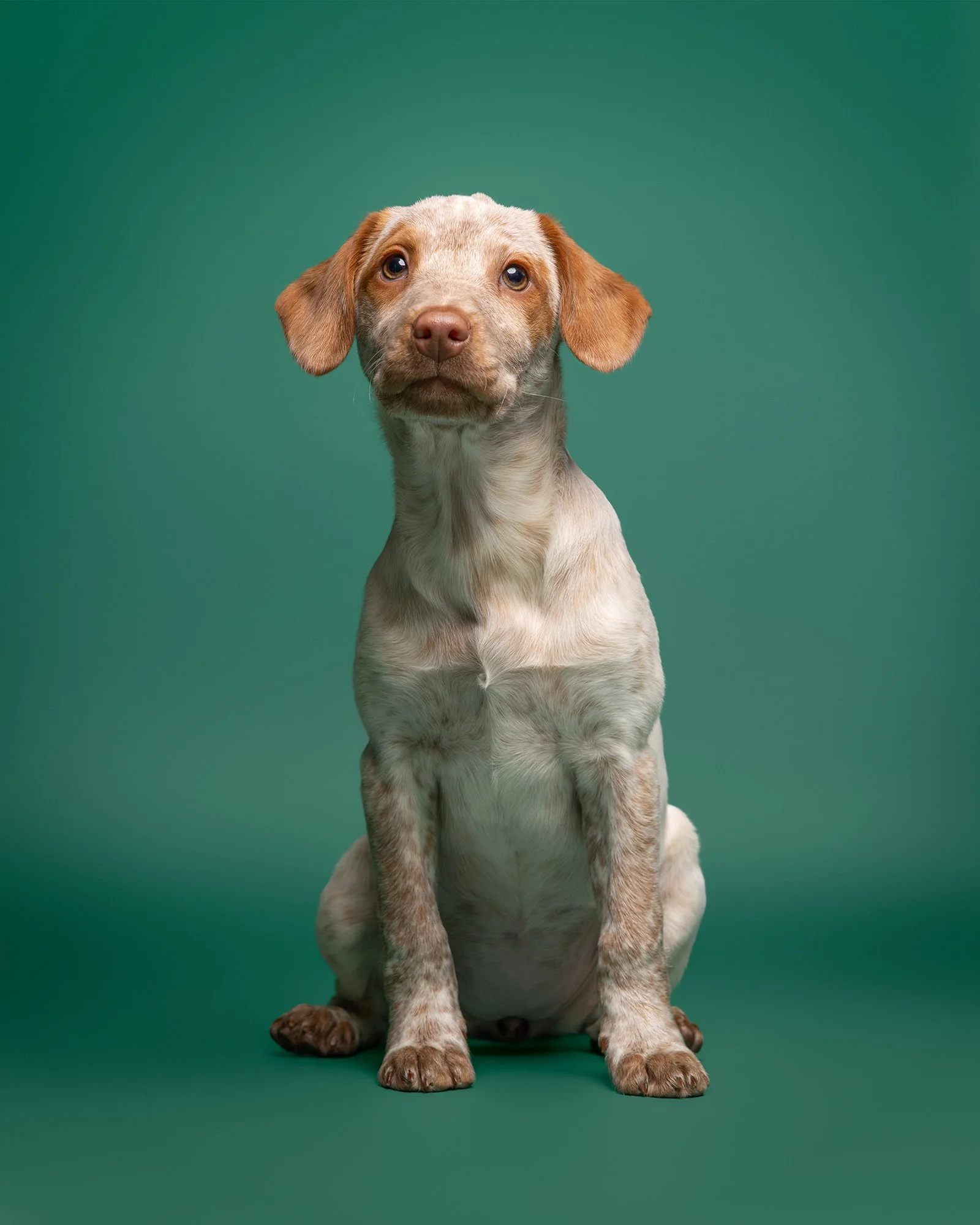 kelpie spaniel cross puppy on a green studio background taken by london dog photographer amie barron