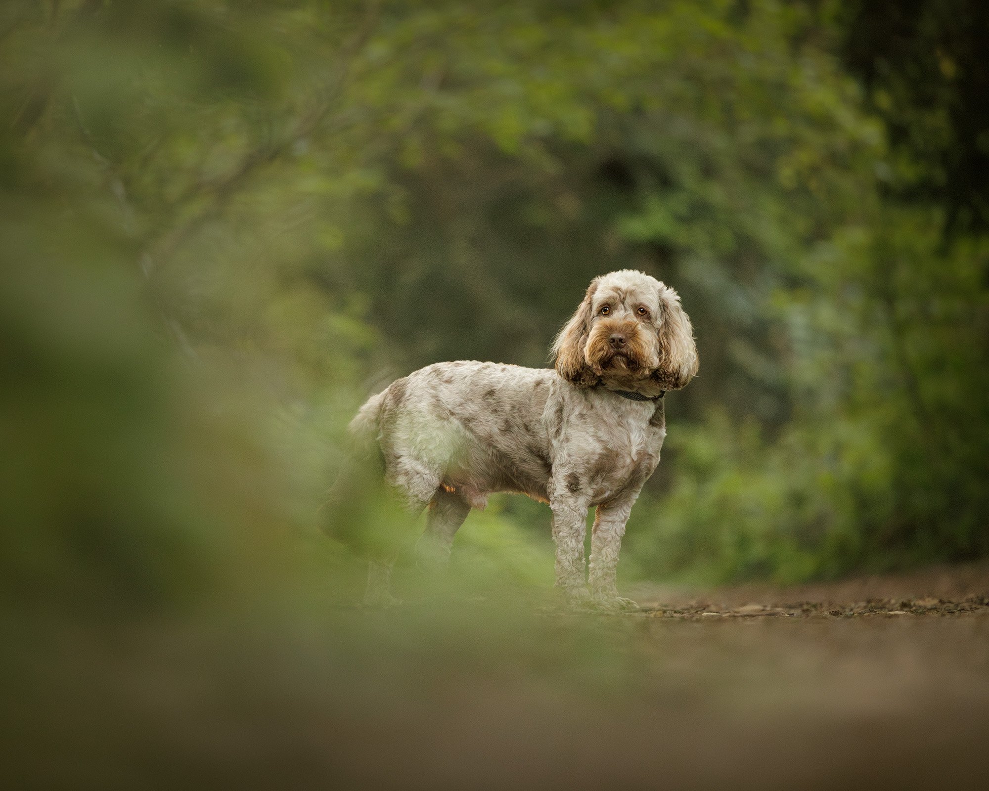 a brown and grey cockerpoo dog standing  in a swirl of green foilage in selsdon nature reserve on his pet photography session with amie barron
