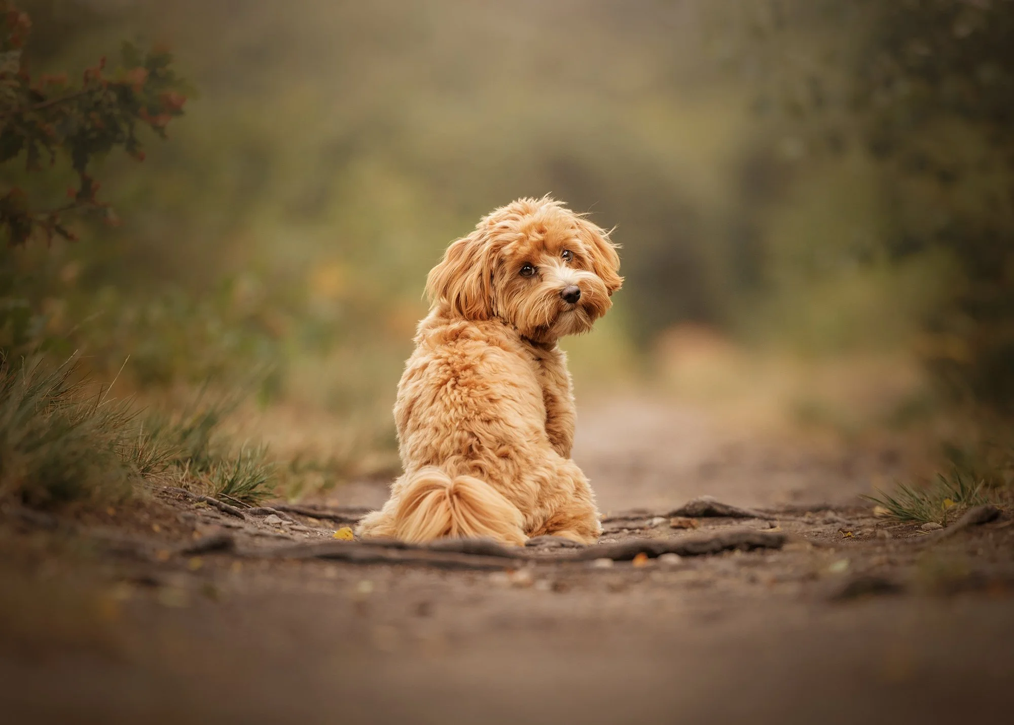 A cute, curly-haired, light-brown poodle sitting on a dirt path in a wooded area with a blurred green background taken by London dog photographer Amie Barron