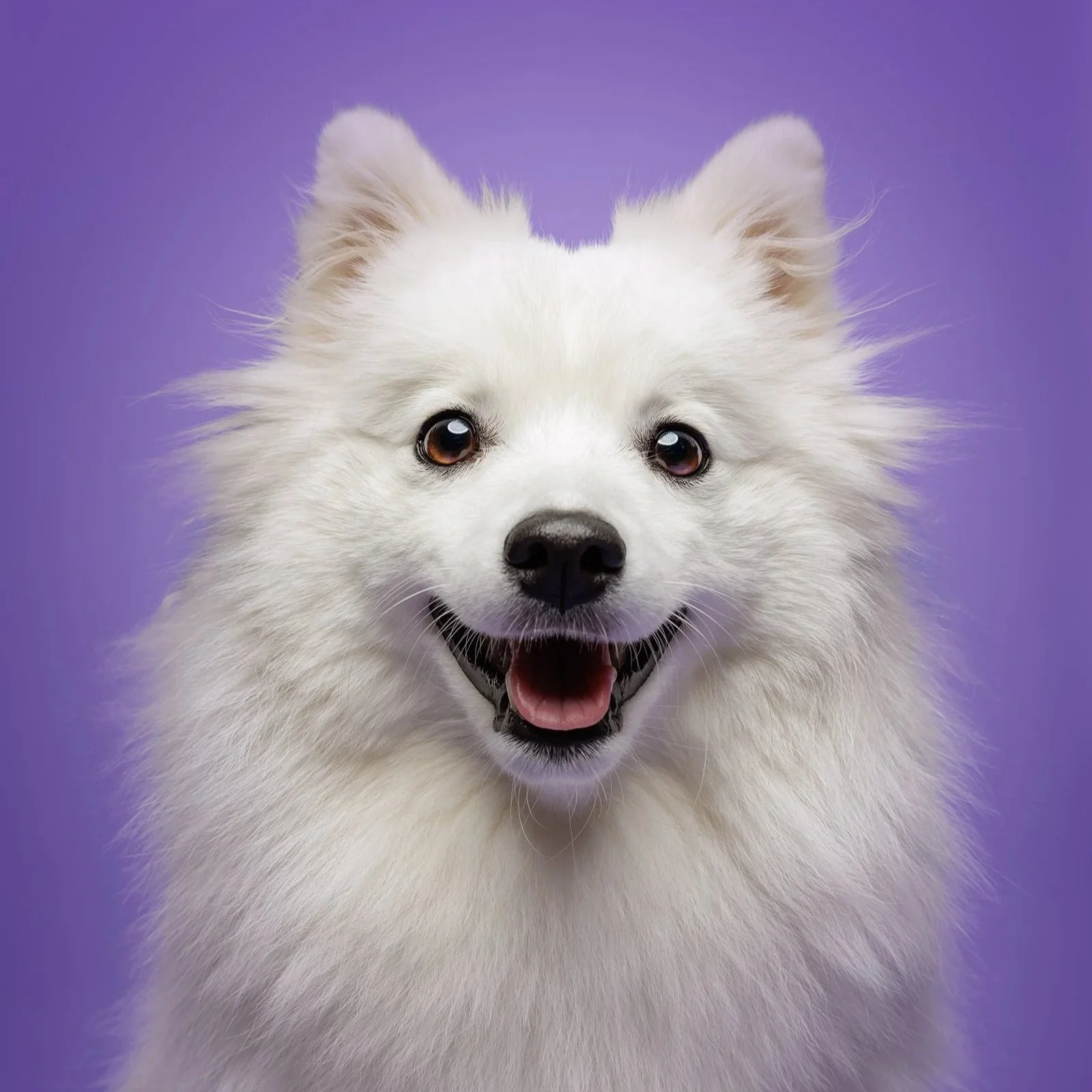 Smiling white dog with fluffy fur and a purple background taken by london pet photographer amie barron
