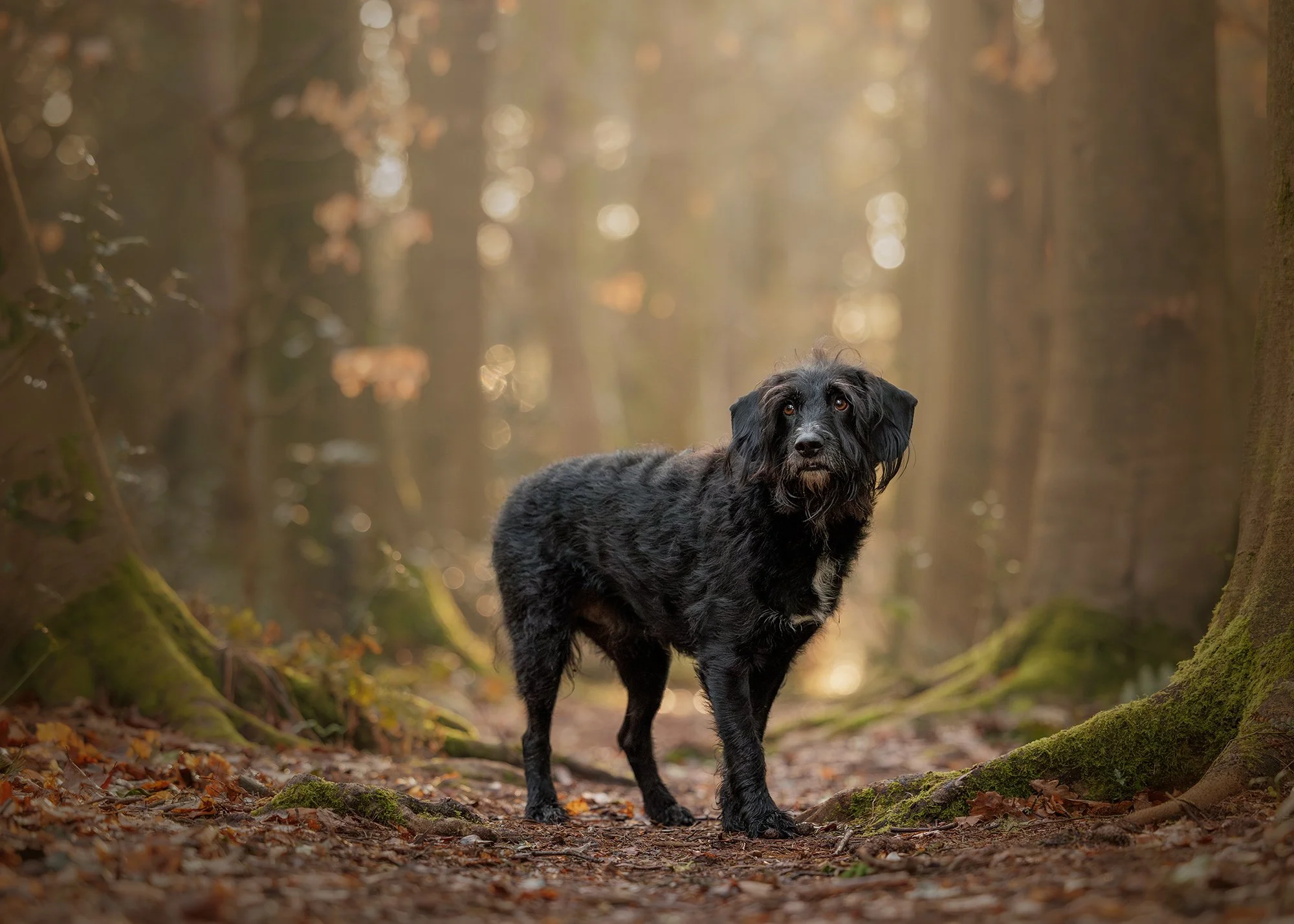 A black dog with tan markings on its face stands on a forest trail, surrounded by trees covered in moss, with fallen autumn leaves on the ground, bathed in soft sunlight taken by London dog photographer Amie Barron