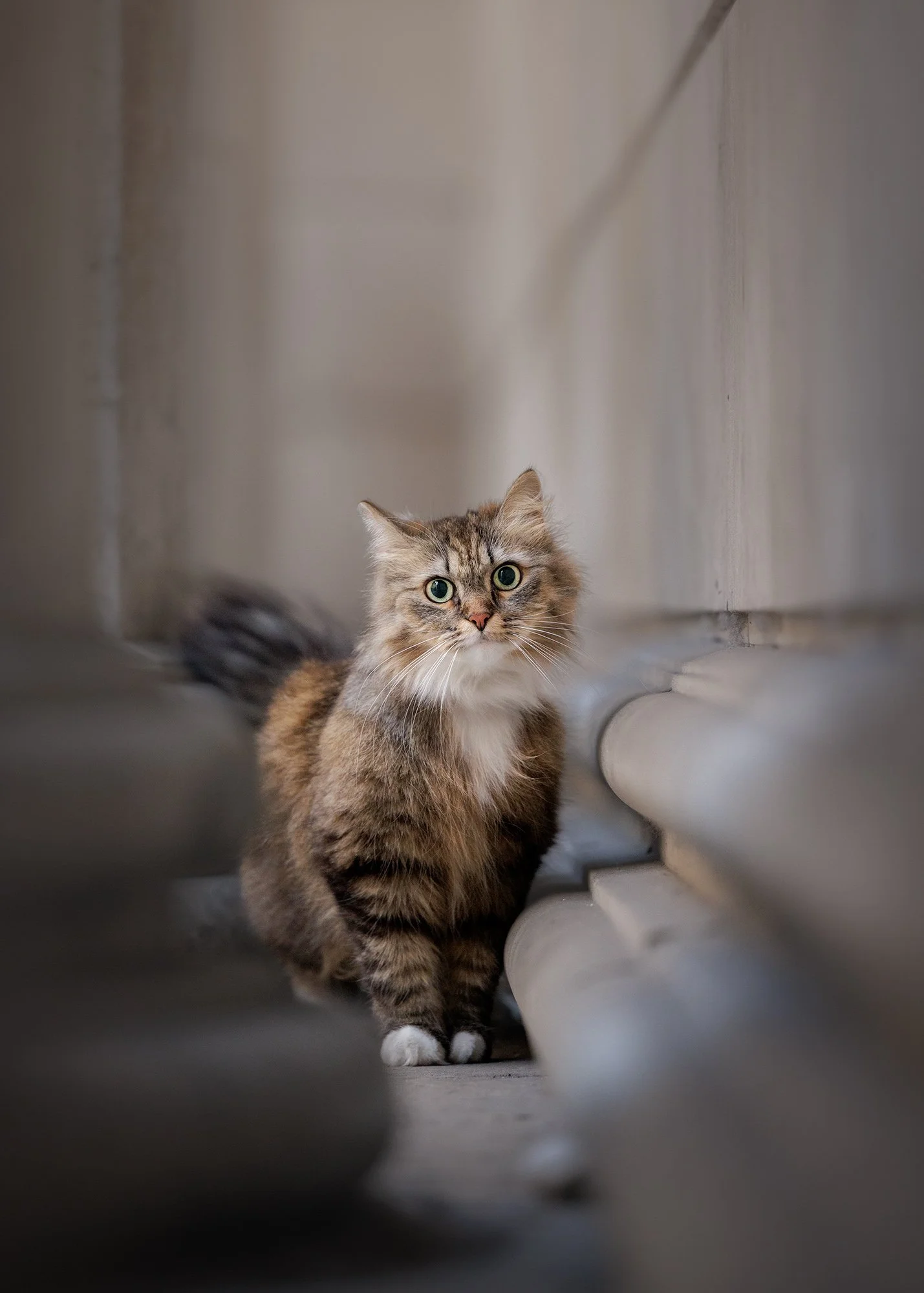 a brown and white tabby cat looking curiously at the camera between pillars in the financial district in london