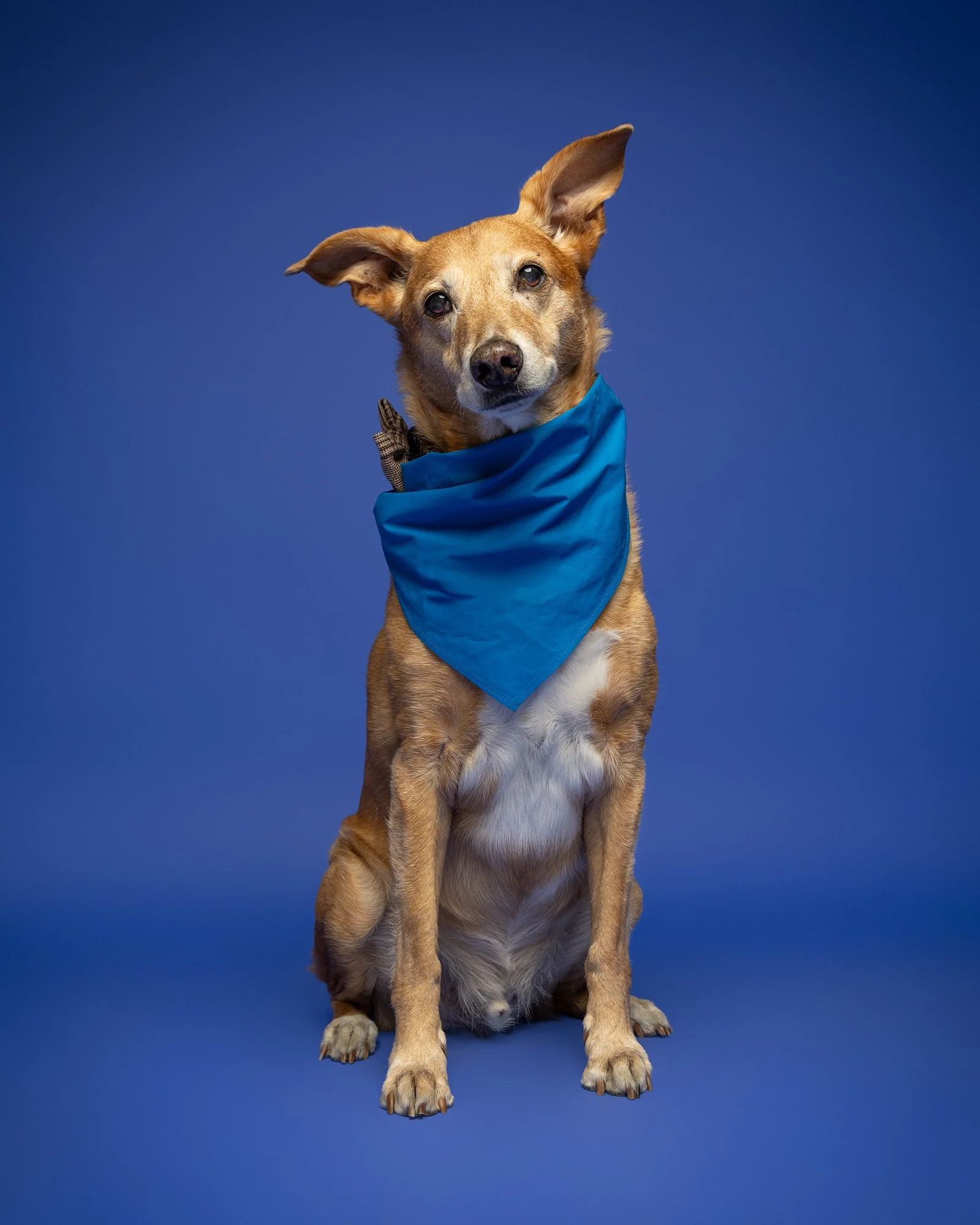 image of a rescue dog on a blue studio background taken in battersea by london dog photographer amie barron
