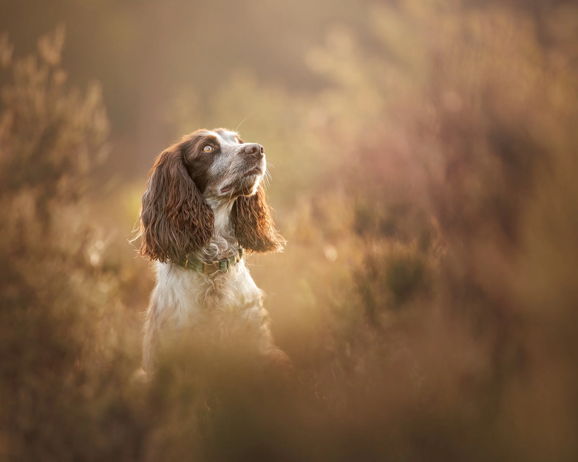 a spaniel looking up at her owner in the meadow of esher common taken by london dog photographer amie barron