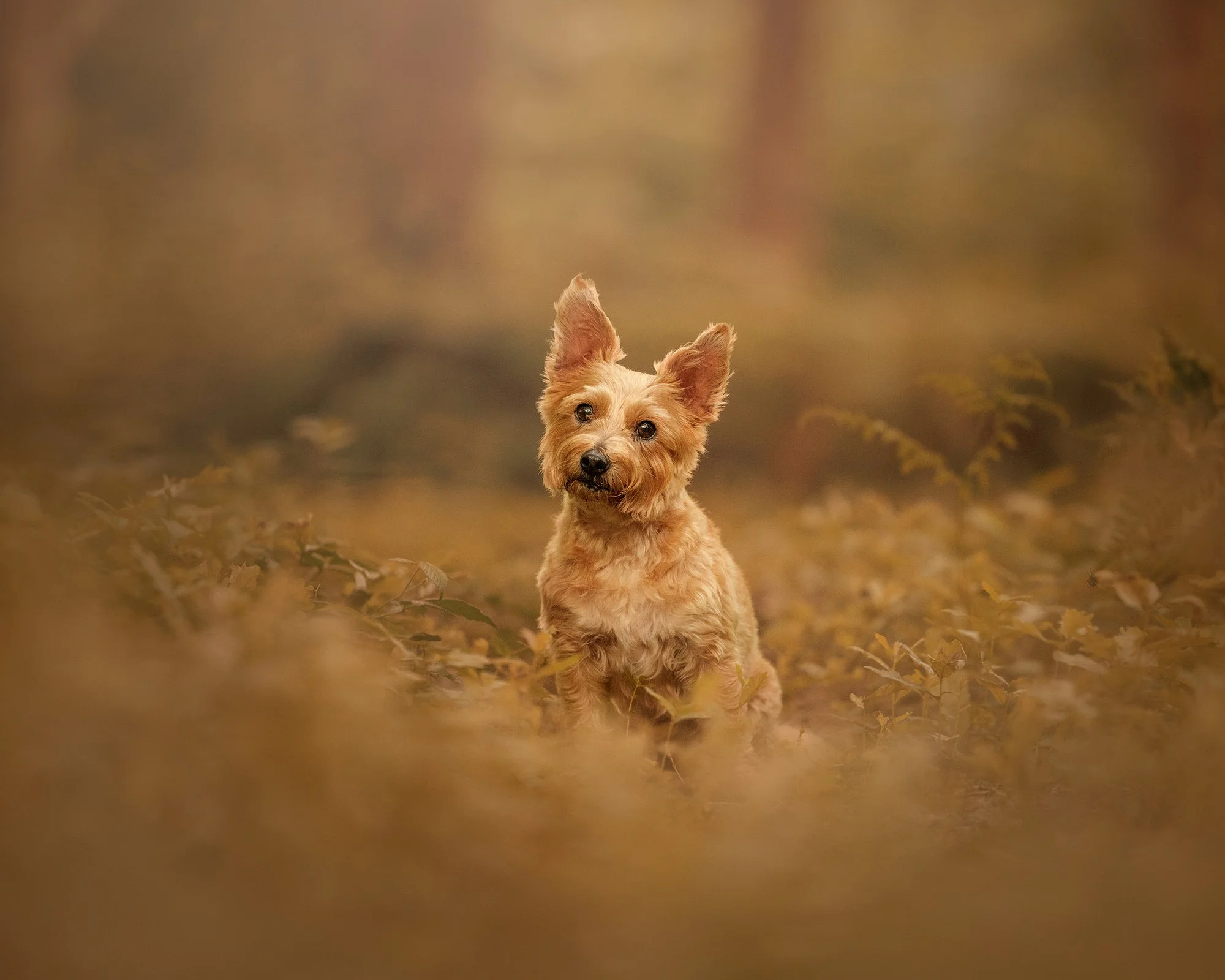 A small dog with tan fur and large ears standing on the ground in a natural setting with blurred foliage in the background taken by London dog photographer Amie Barron