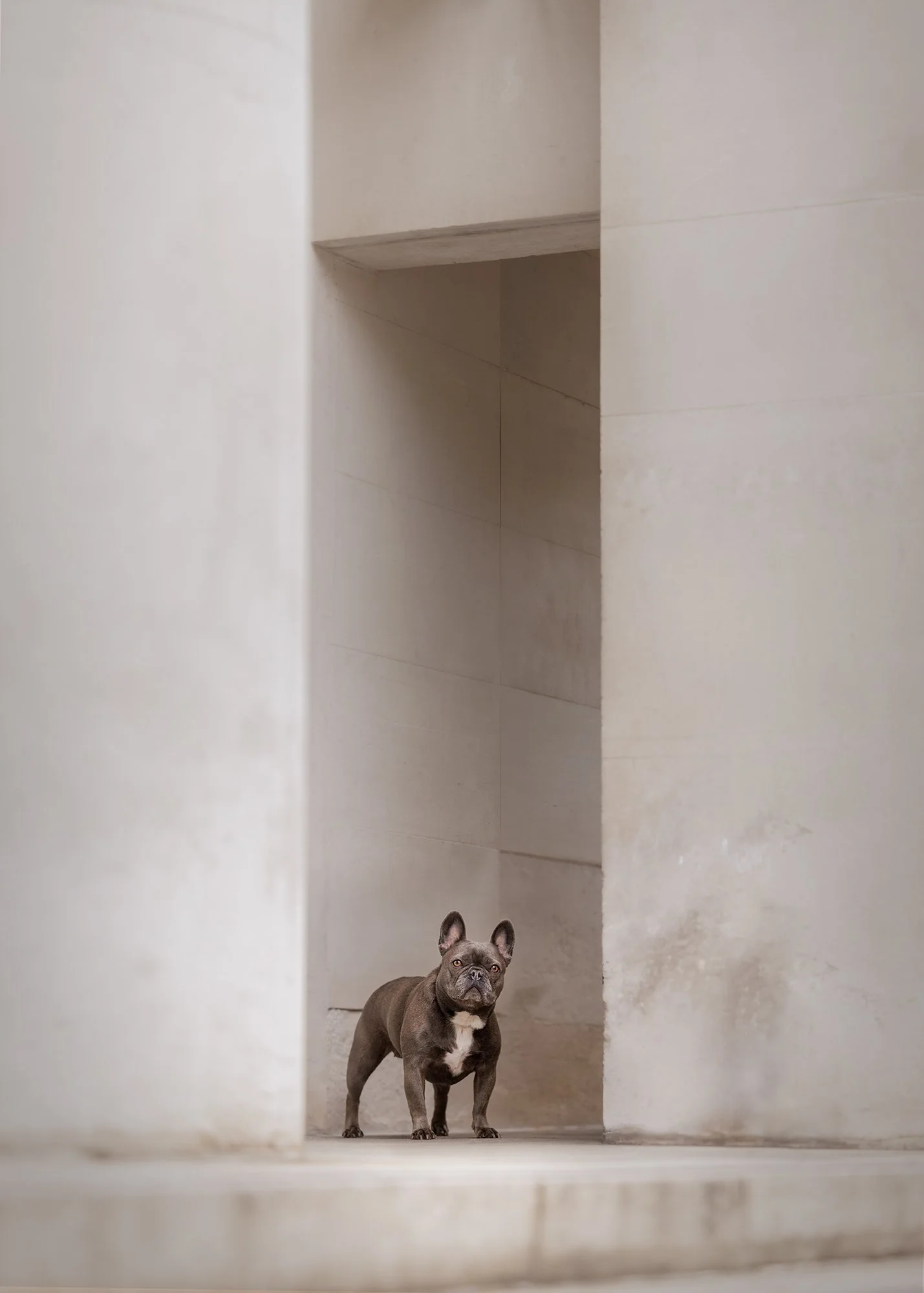 a french bulldog posing in a minimalist archway created by london architecture taken by london dog photographer amie barron