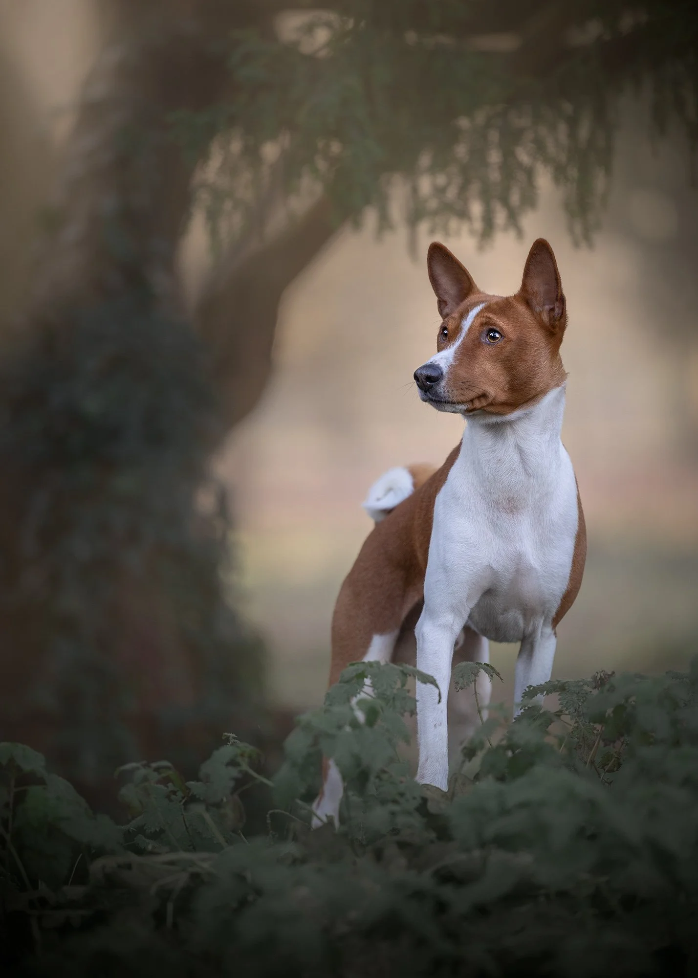 a basenji standing proud in gunnersbury park london taken by london dog photographer amie barron