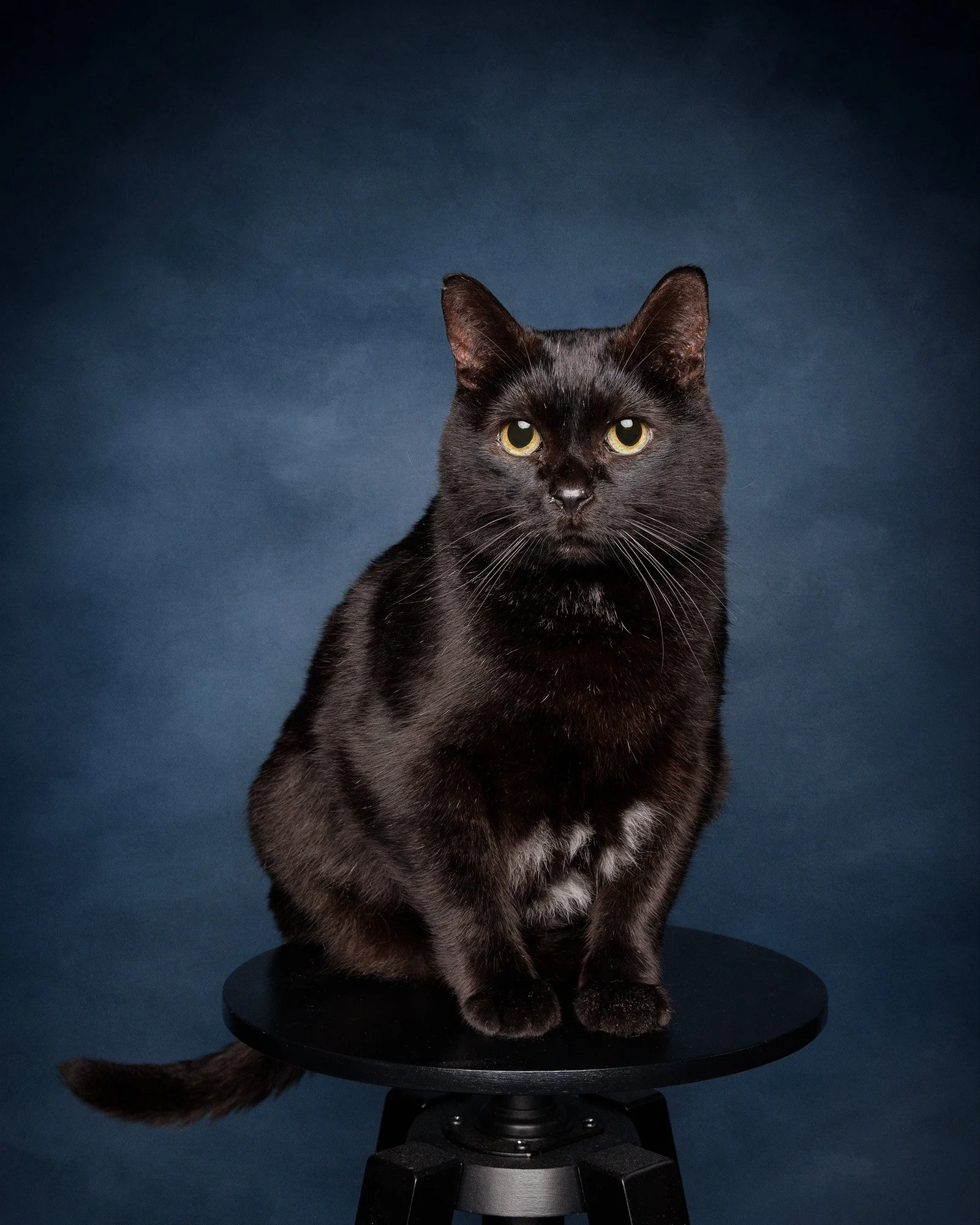 a black cat sitting on a black stool against a textured background taken by london dog photographer amie barron