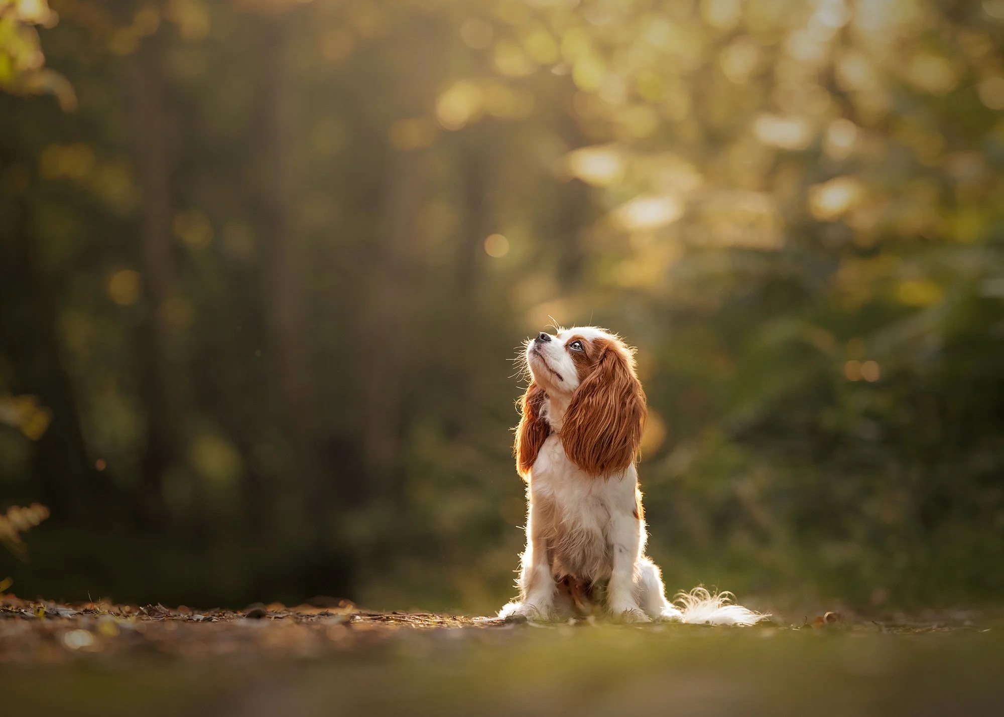 A cute dog with long, floppy ears sitting outdoors in a forested area during sunset, looking up taken by London dog photographer Amie Barron