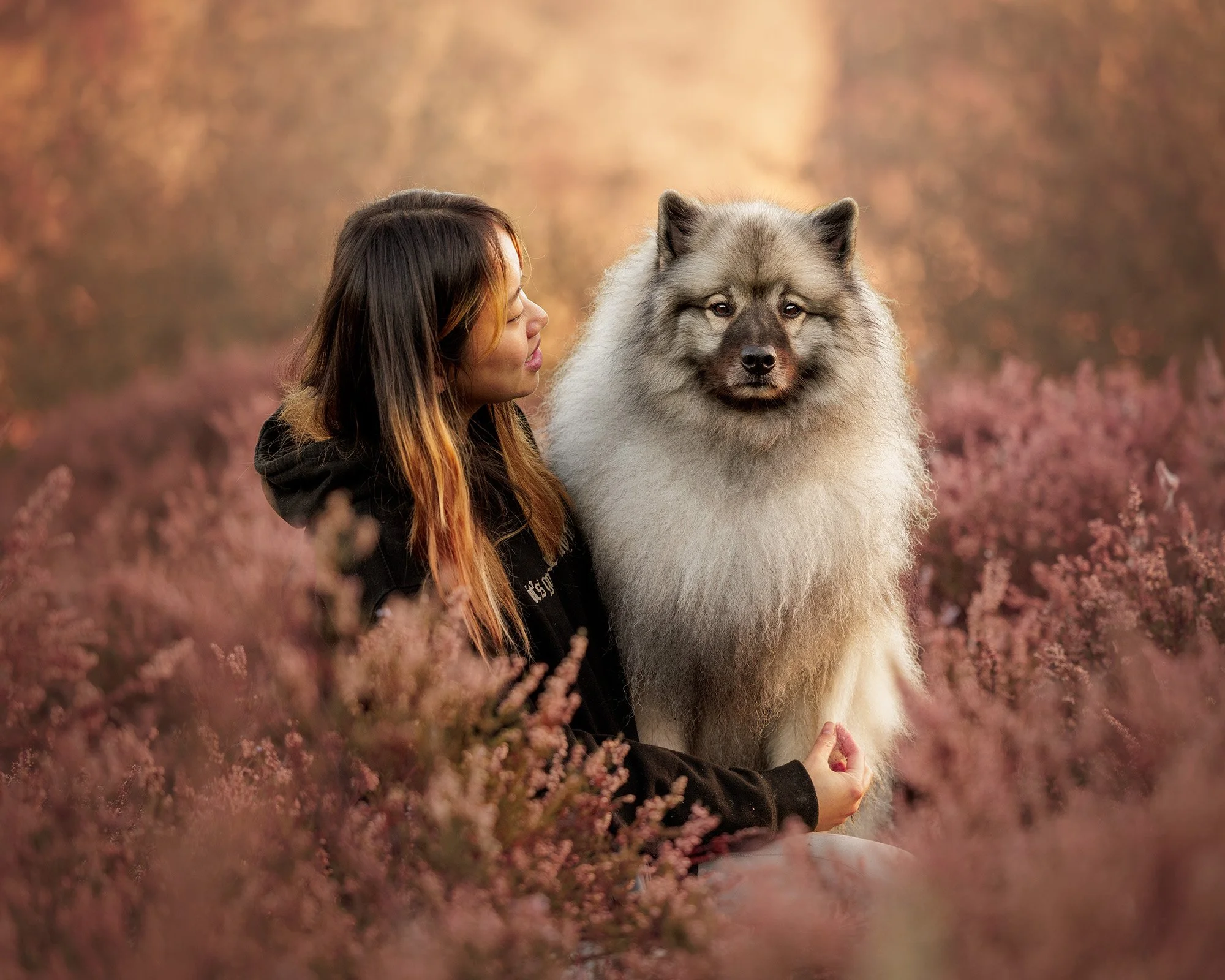 A young woman with long brown hair and a black hoodie sitting in a field of pink flowers with a smiling keeshond dog, on a warm, blurred background. Photo taken in Esher Common Surrey, by London Dog Photographer Amie Barron