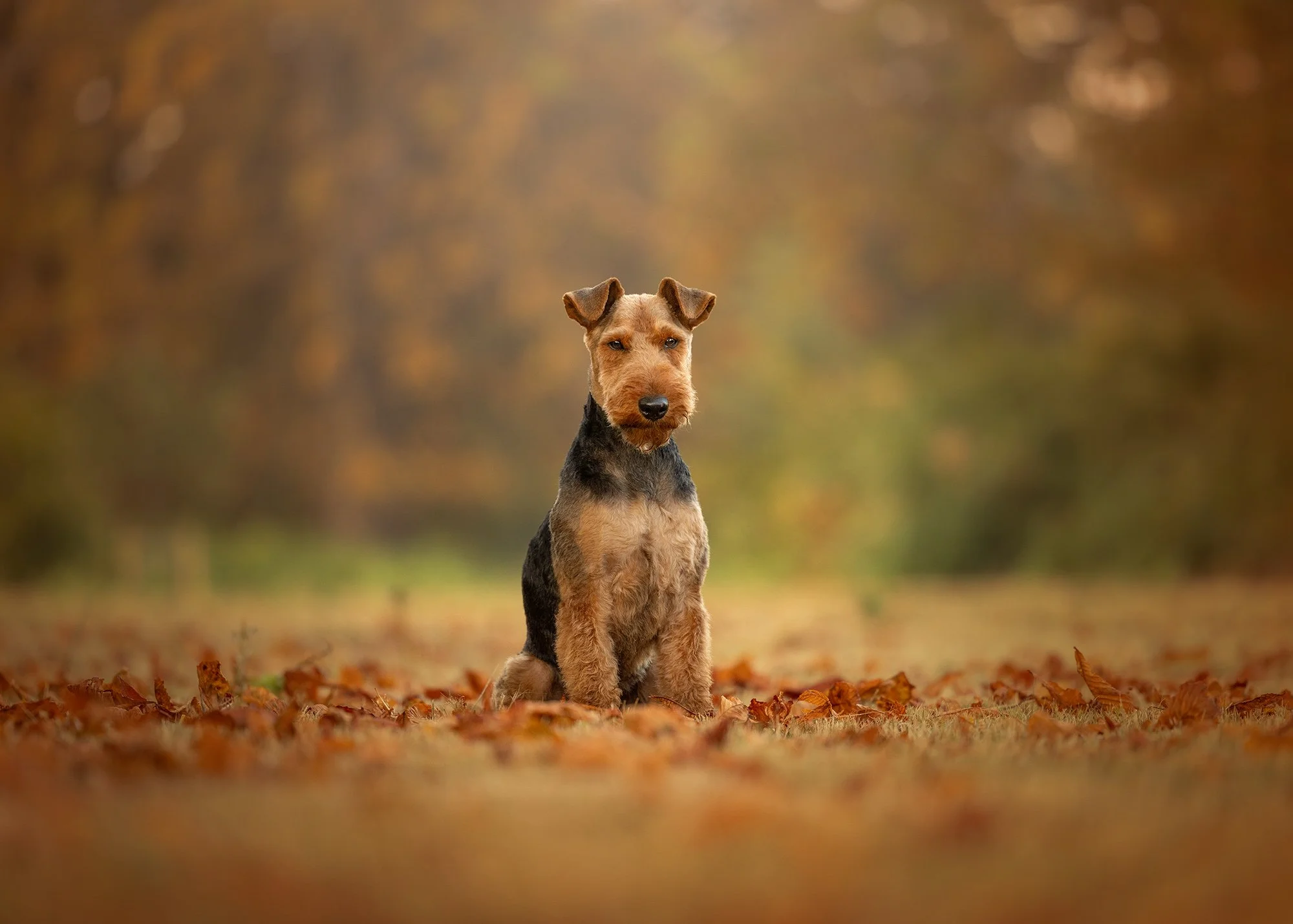 A dog with a brown face and ears, black body, sitting amidst fallen autumn leaves with a blurred background of autumn trees taken by London dog photographer Amie Barron