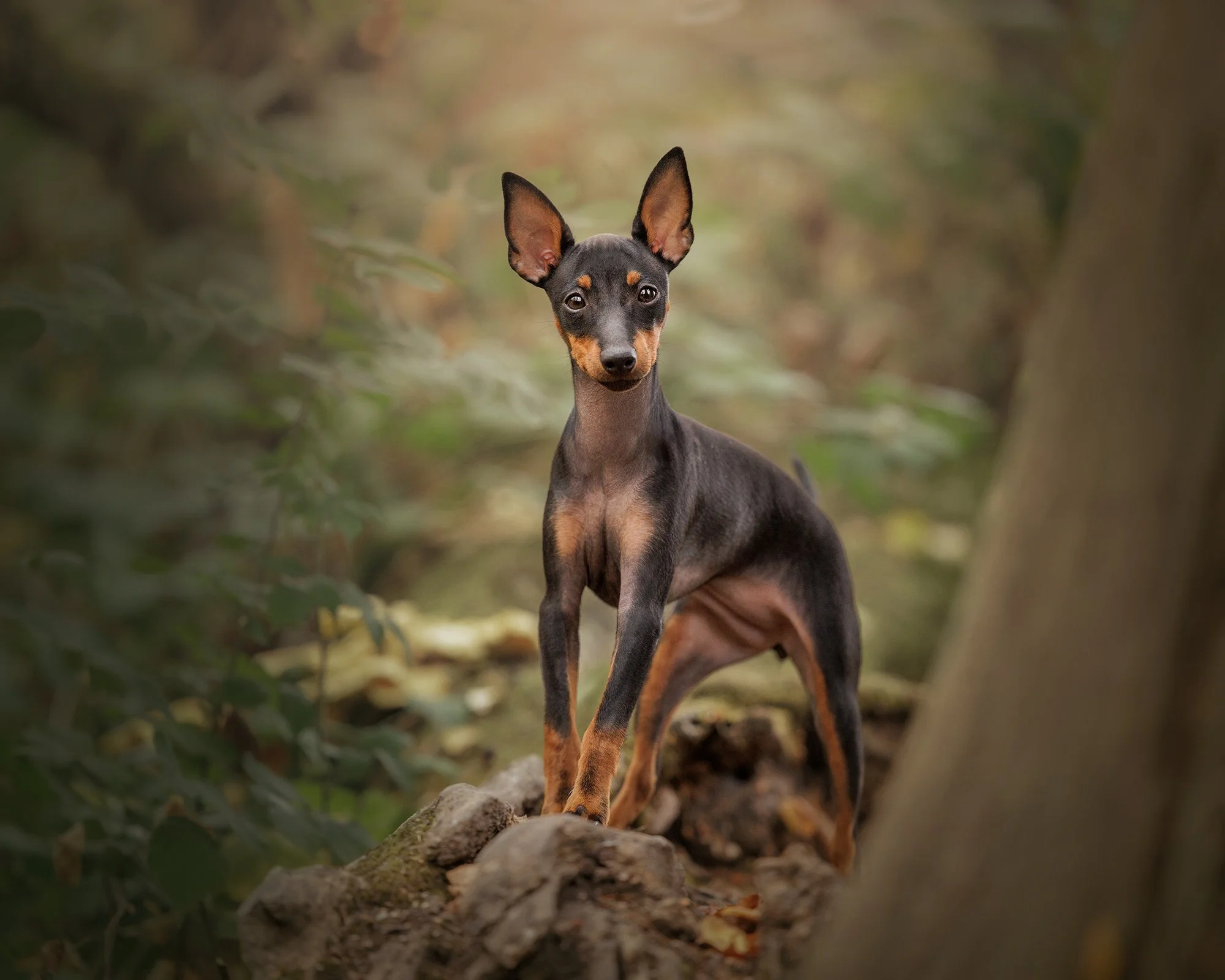 an english toy terrier dog posing on a fallen tree in a photograph taken by london pet photographer amie barron