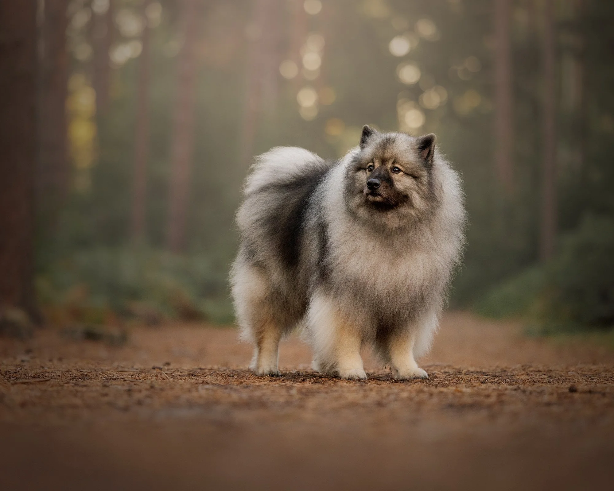 Posed portrait of Mushroom the Keeshond in woodland golden light in esher common taken by london dog photographer amie barron