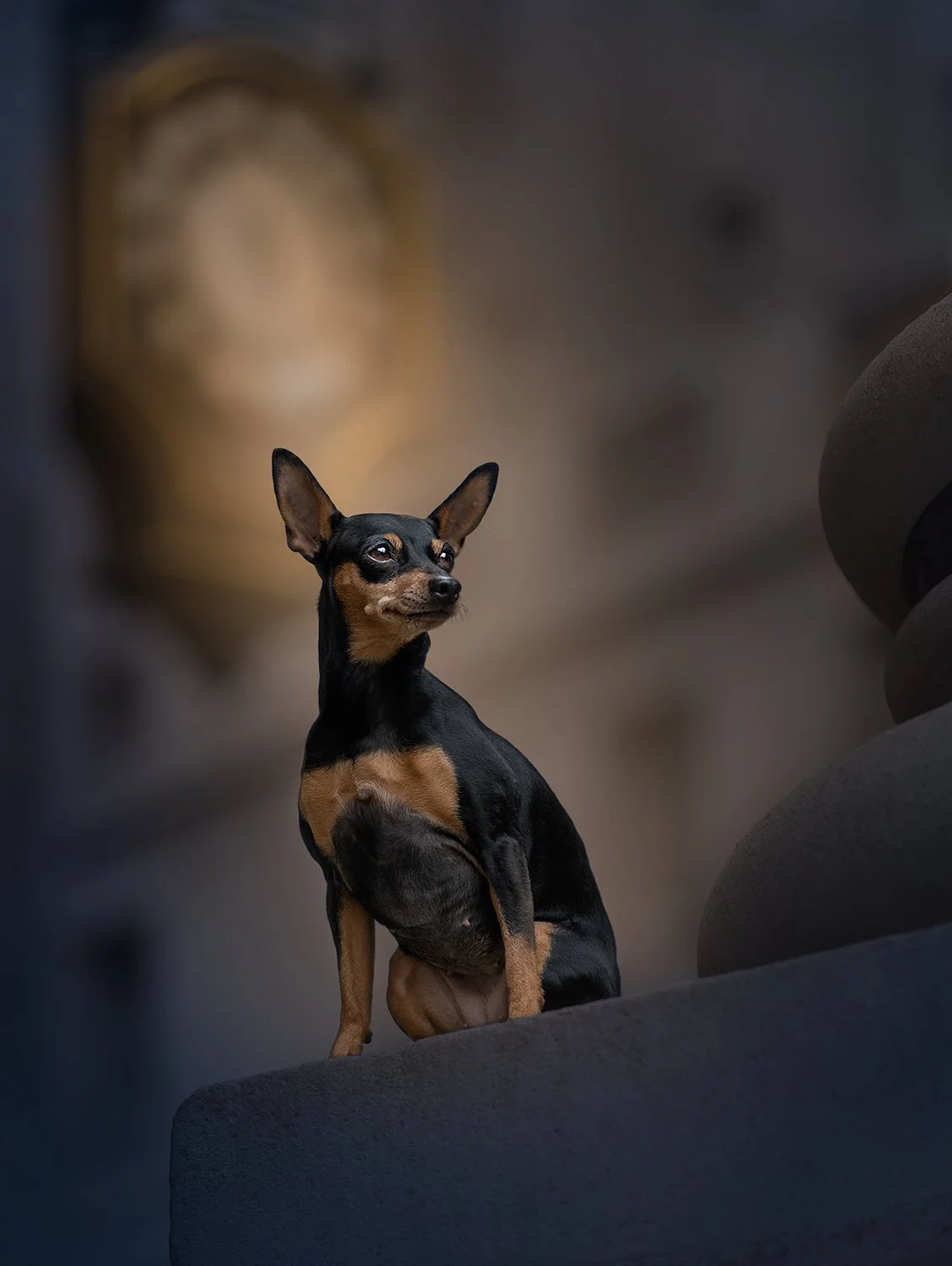 Small black and tan dog sitting on city column at night taken in Cantral London by dog photographer Amie Barron