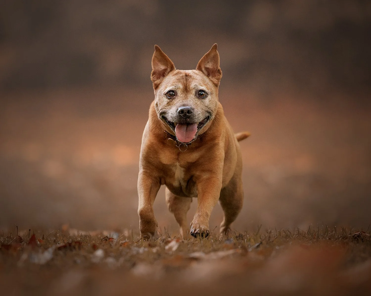 a staffordshire bull terrier running happily in the grass towards the camera in richmond park london
