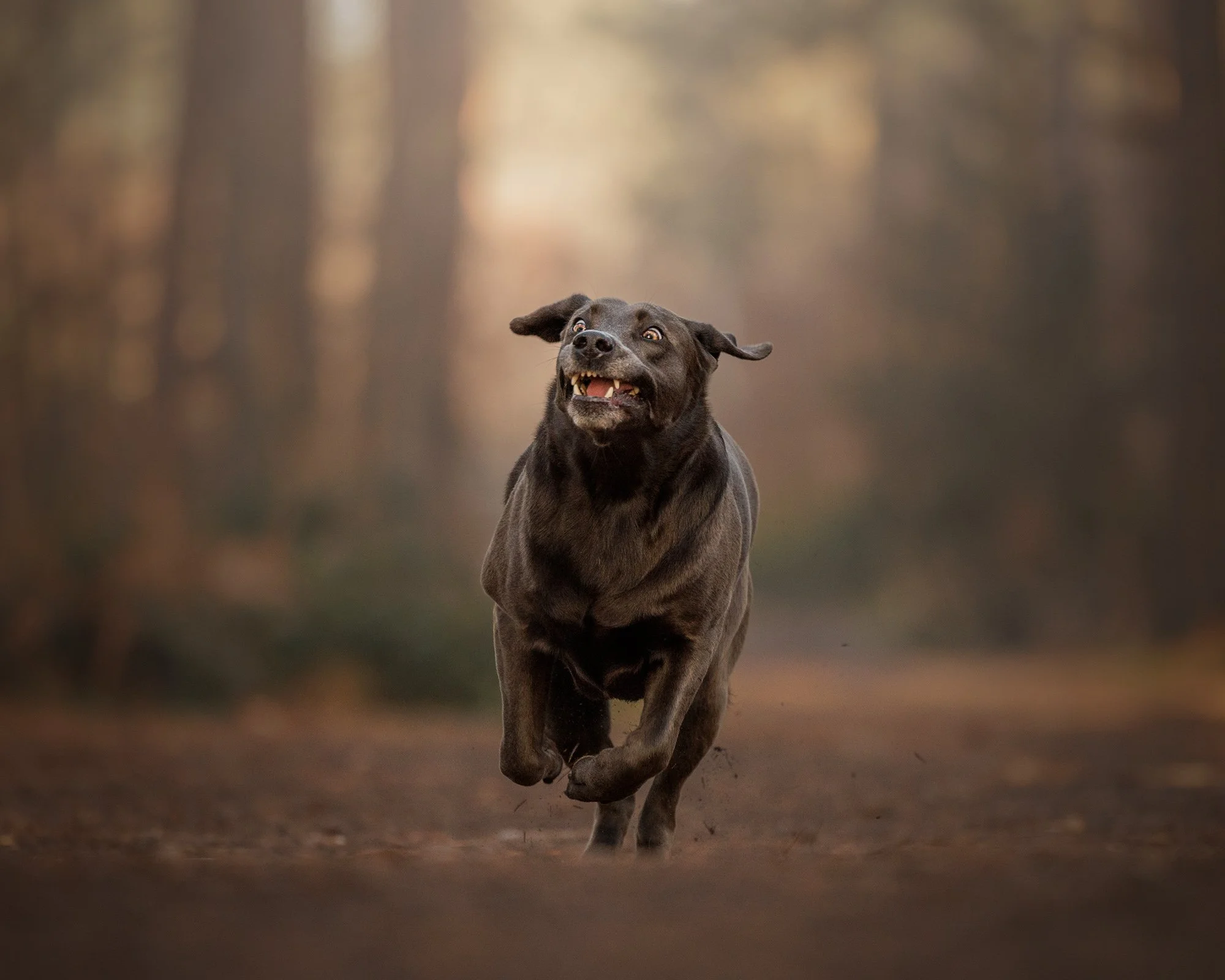 a silver labrador with a comical expression running towards the camera on a dog photography session with london dog photographer amie barron in esher common surrey