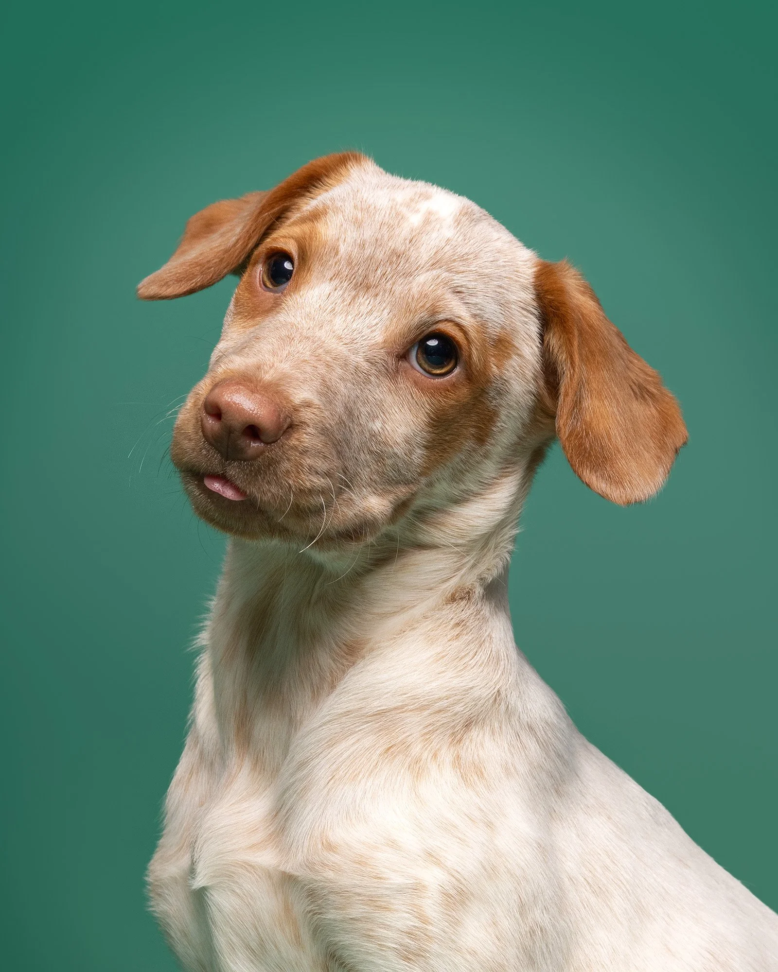 kelpie spaniel cross puppy on a green studio background taken by london dog photographer amie barron