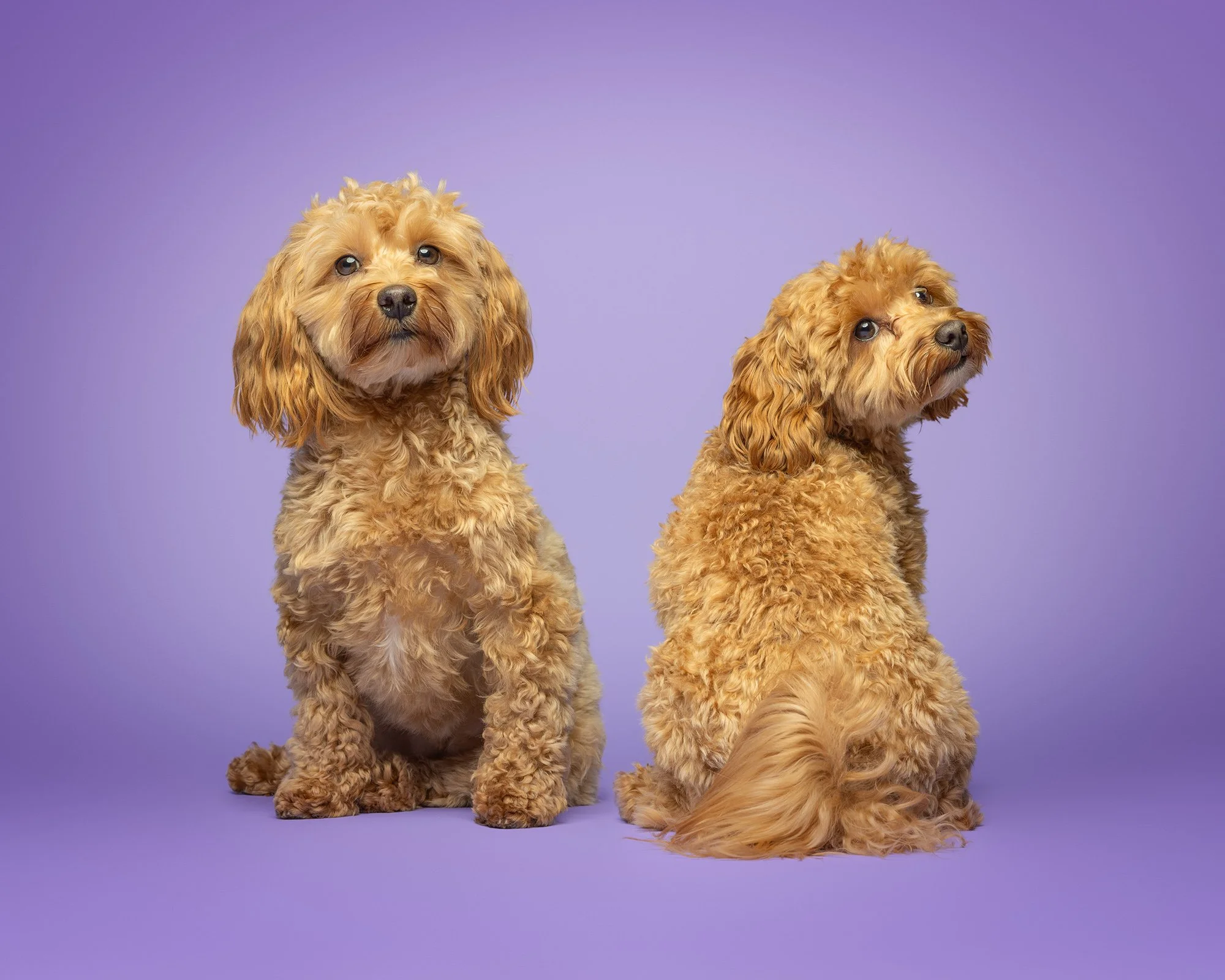 two blonde maltipoo dogs sitting together on a purple studio background, one facing forward and the other facing away but looking over his shoulder