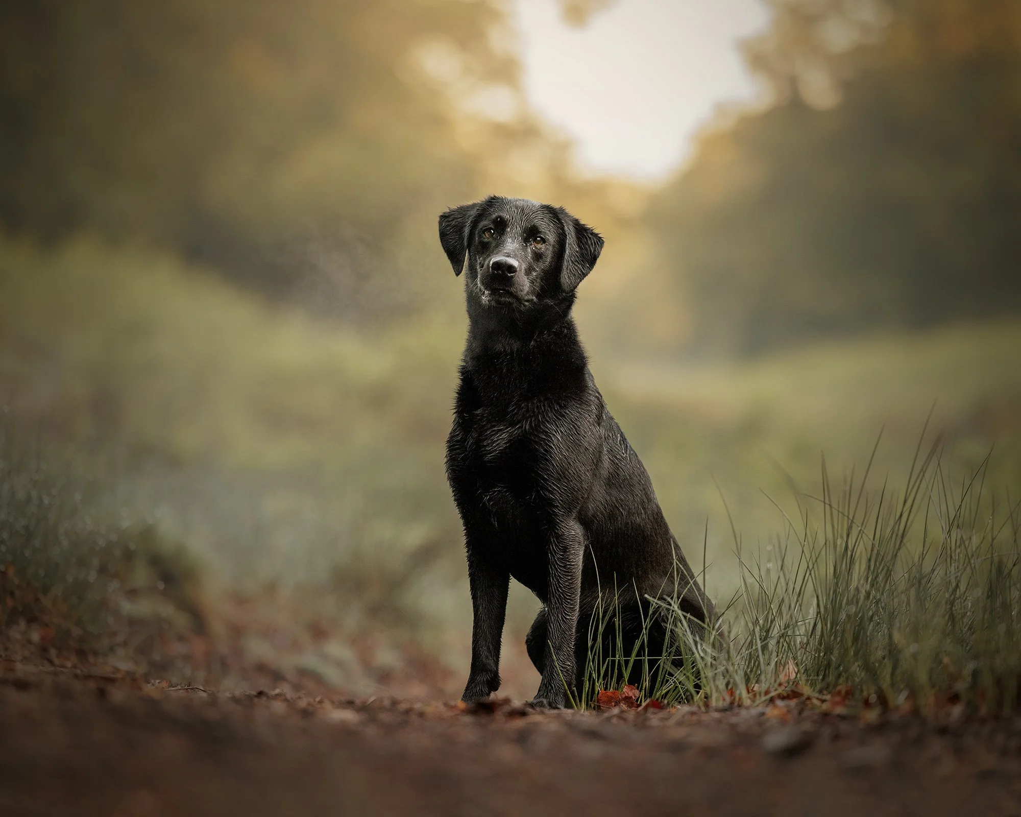 black labrador sitting with a tuft of breath coming out of their mouth in richmond park london