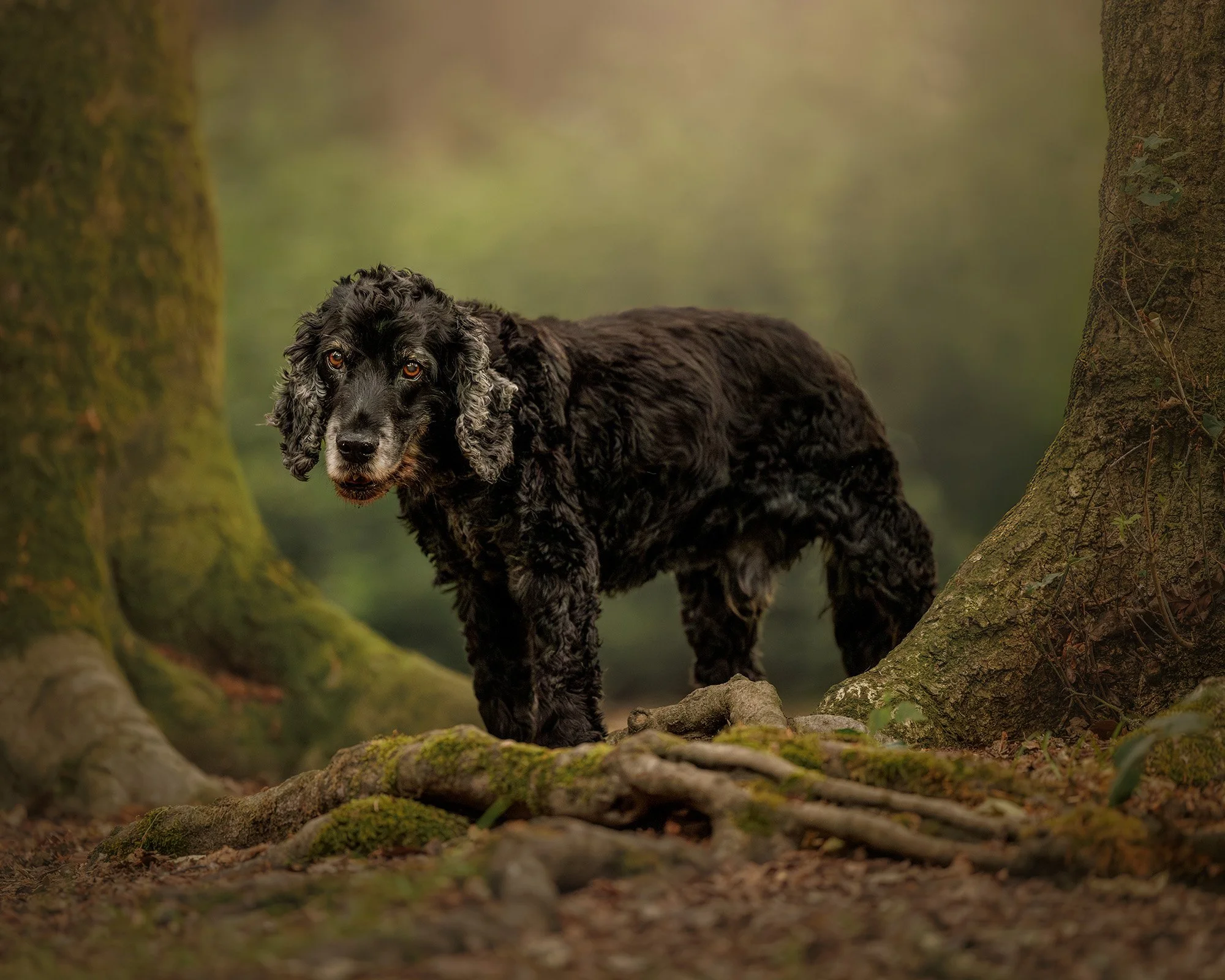 a senior spaniel dog posing happily between two trees in esher common taken by london dog photographer amie barron