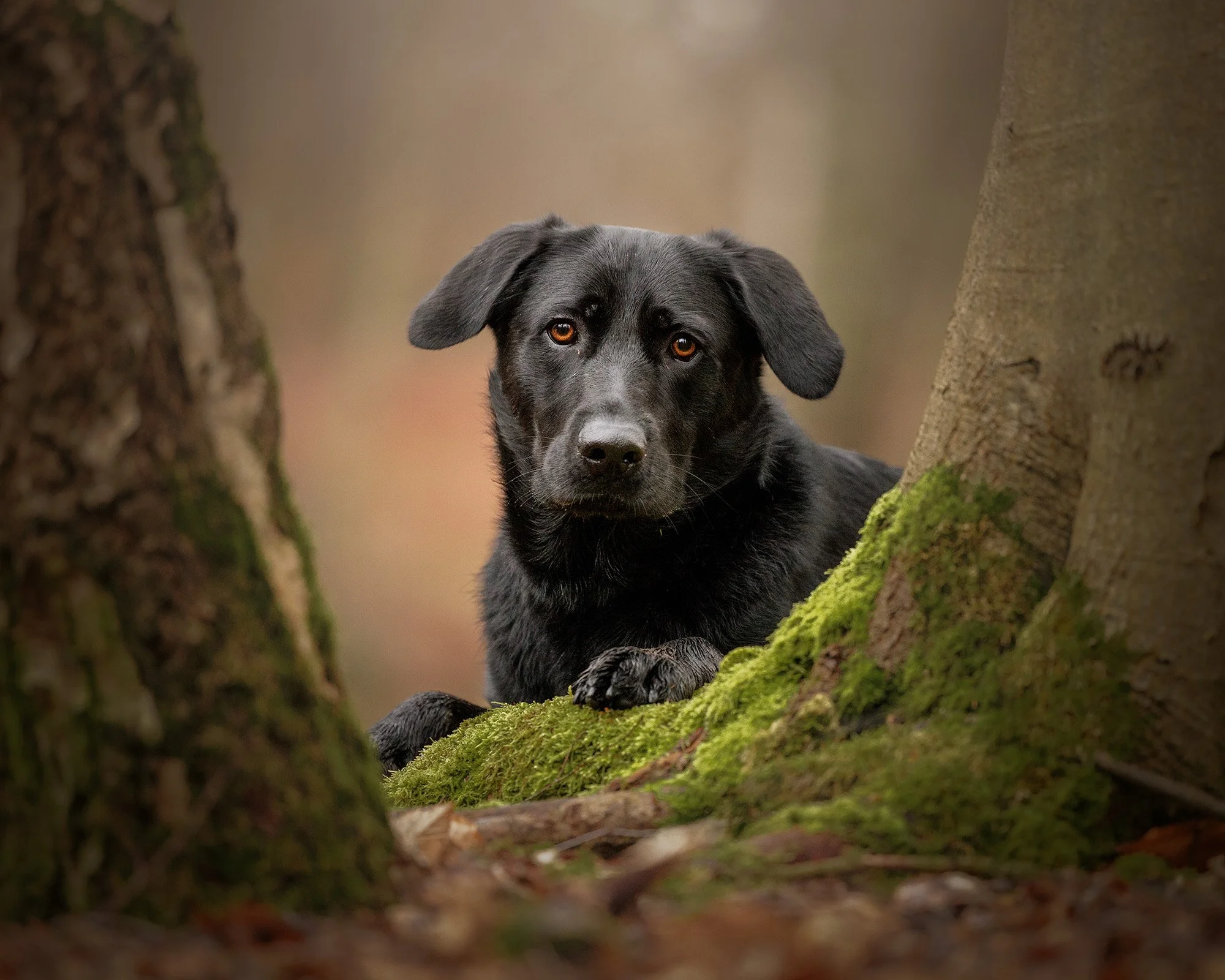 a black labrador cross german shepherd dog laying down with his paws on a mossy tree stump in epping forest london