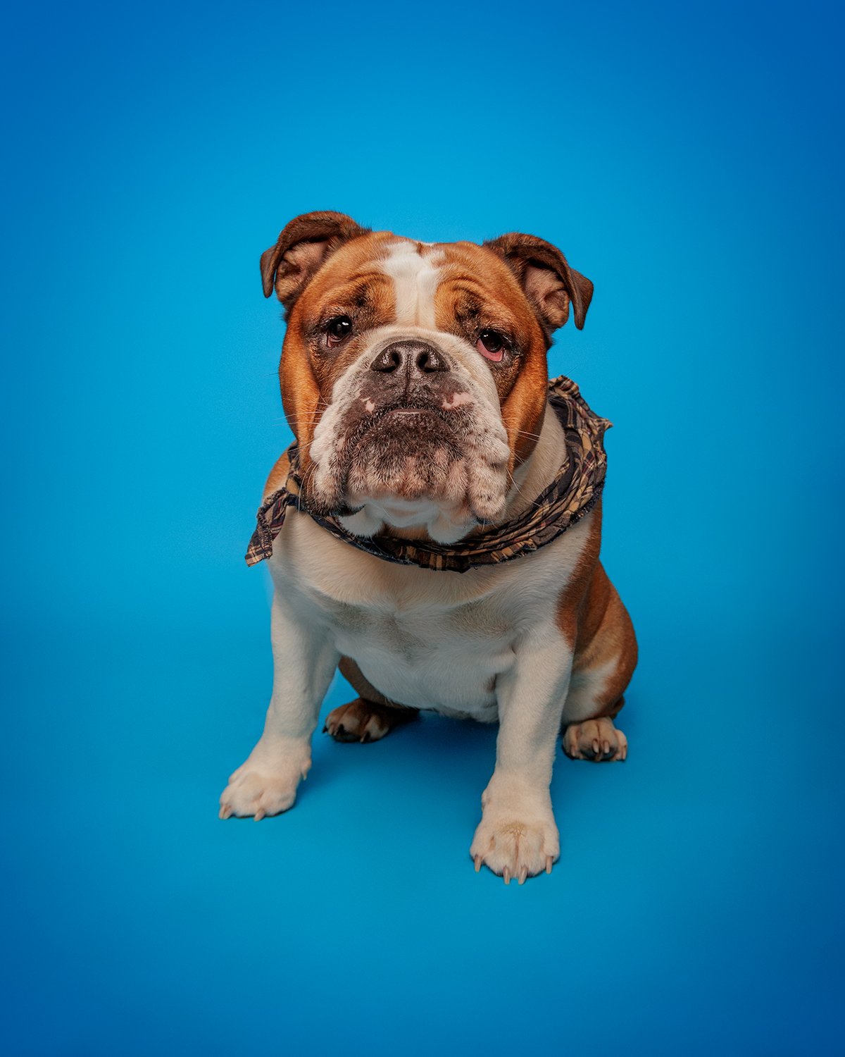 a british bulldog on a blue studio background at a taster session in clapham
