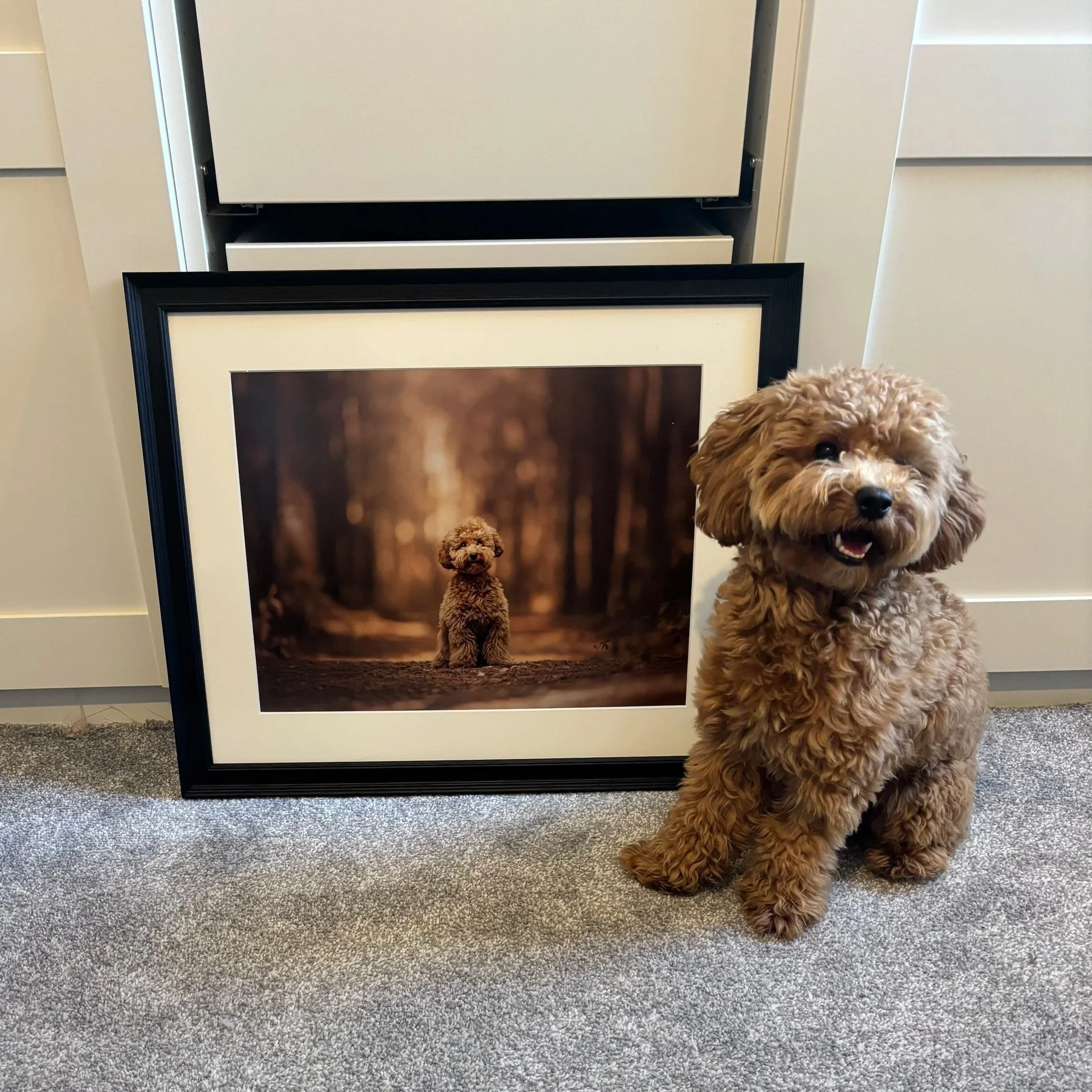 A brown curly-haired dog sitting on a carpet in front of a framed picture, with the top part of the picture visible above the dog and a white cabinet in the background taken by london dog photographer amie barron