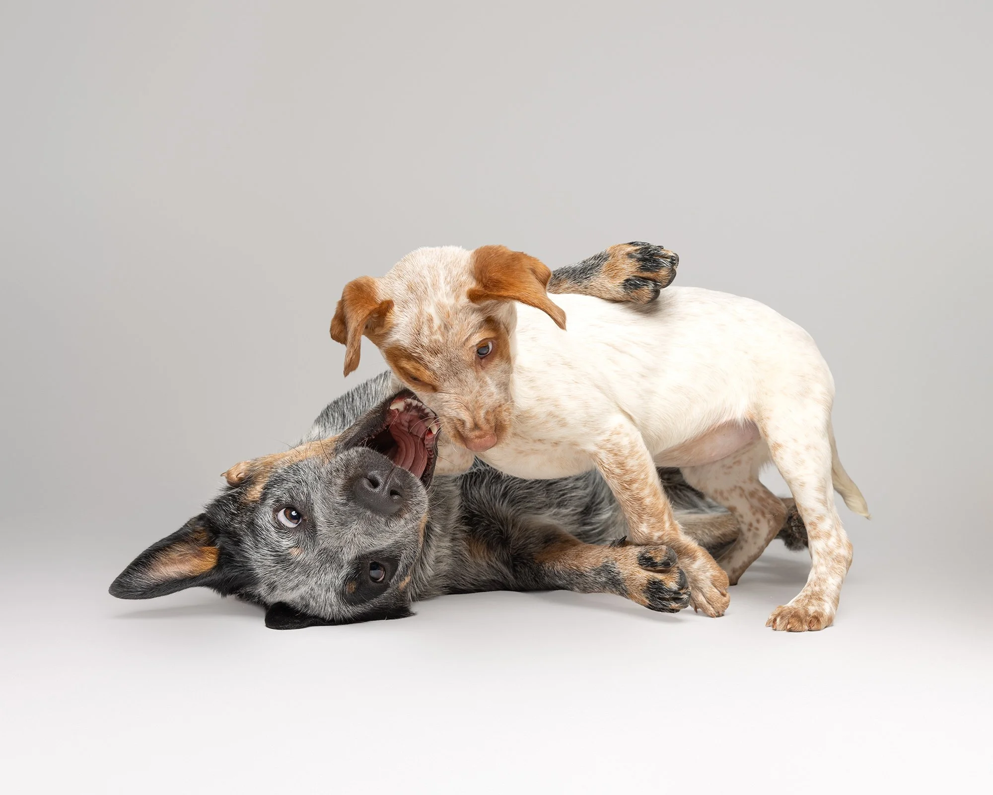 Australian cattle dog playing with kelpie spaniel mix puppy on a grey studio background taken by london dog photographer amie barron
