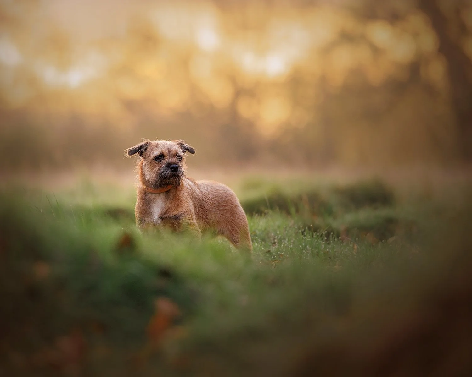 a border terrier in dewy grass at golden hour in richmond park